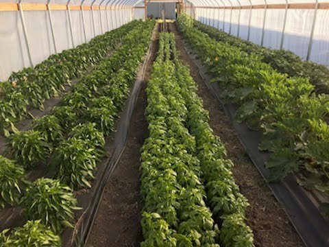 Building Food Security