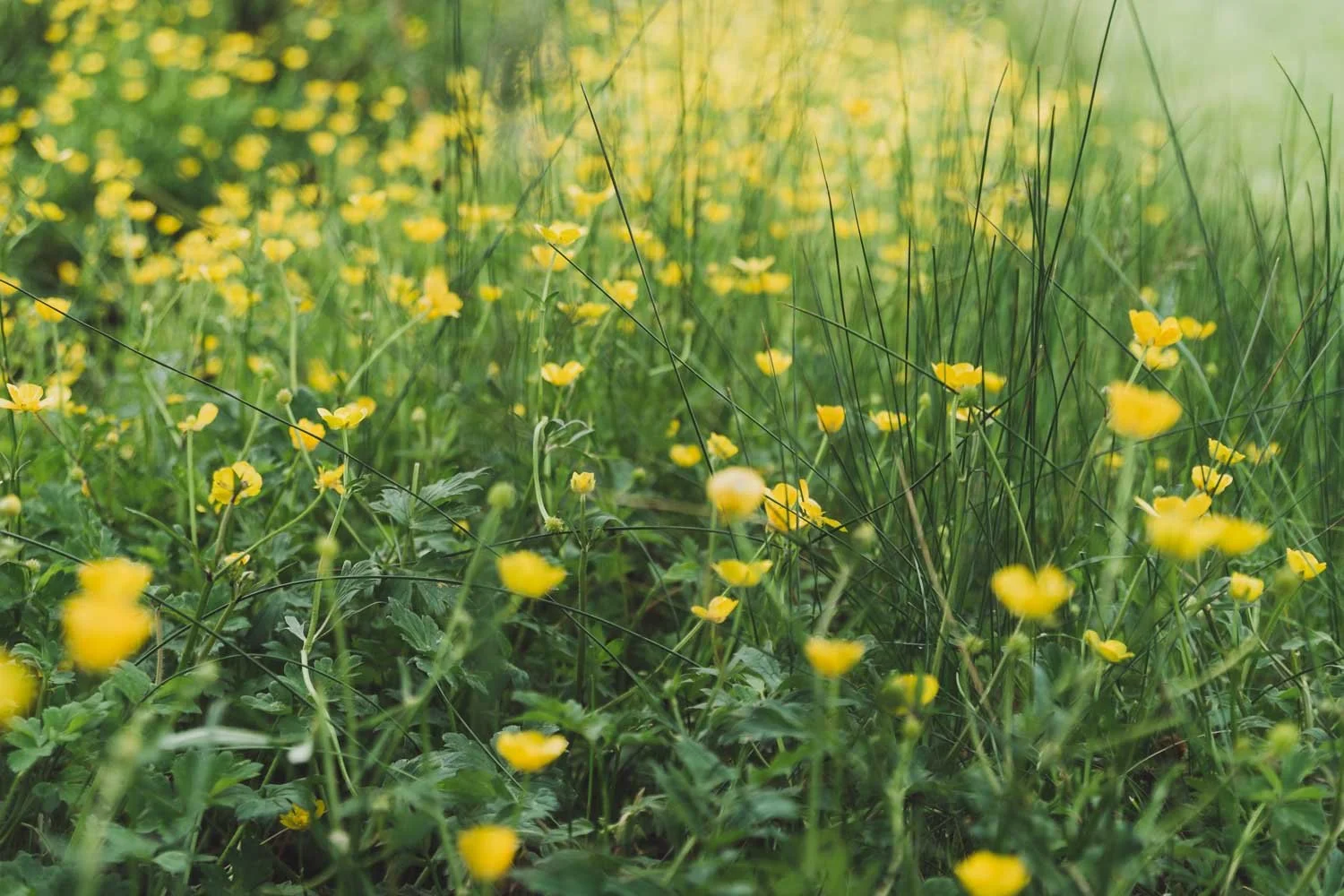 Spring Alaska Schreiner Wins 2022 Indigenous Leadership Award