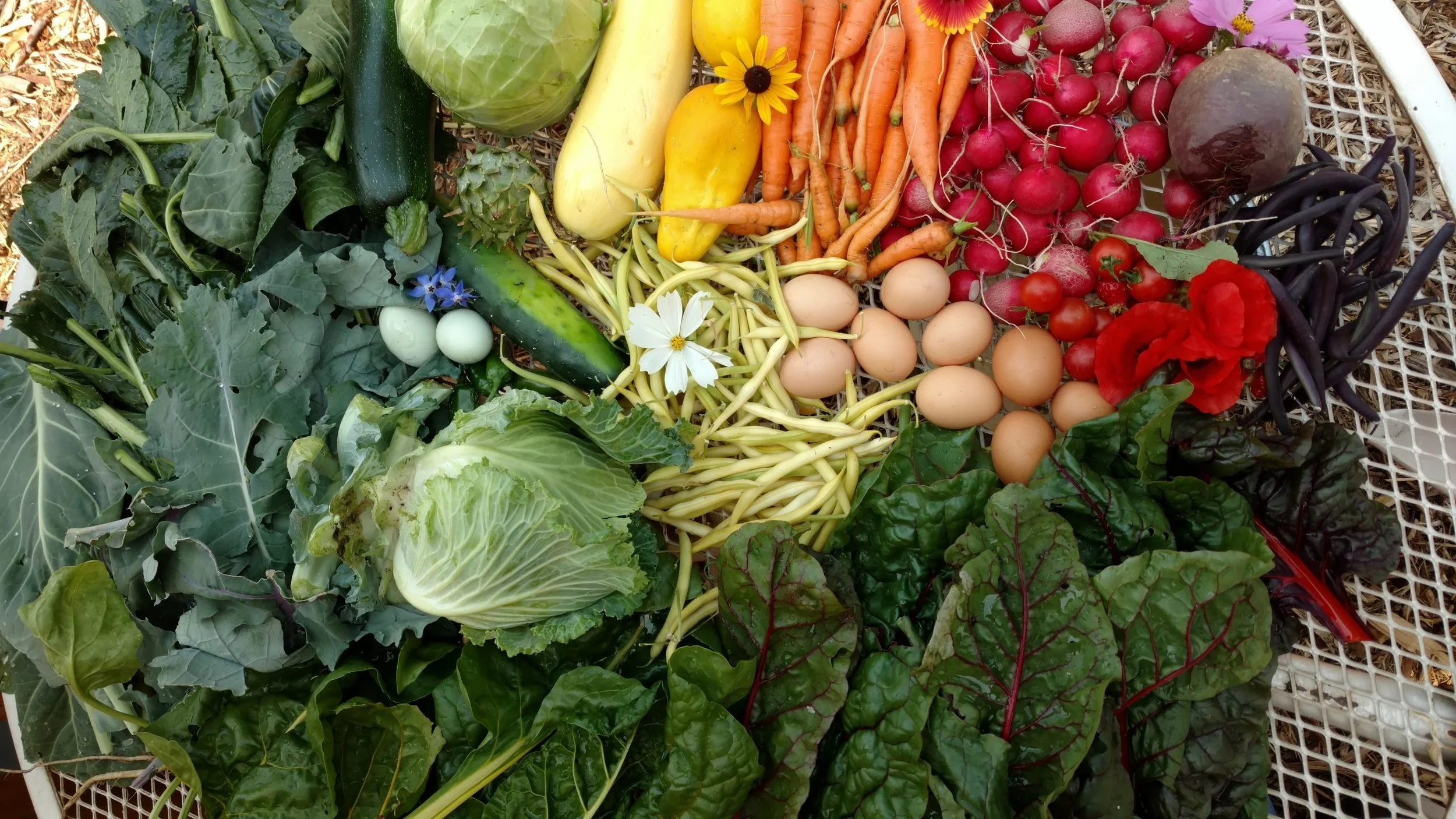 Now enrolling for the second session of VeggieRx