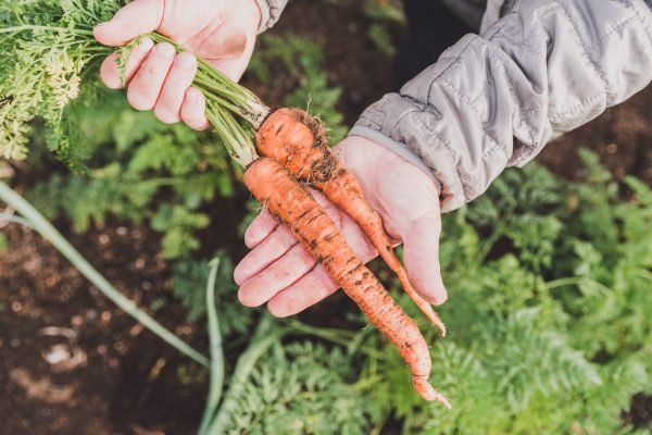 Heart of the Season of Growing