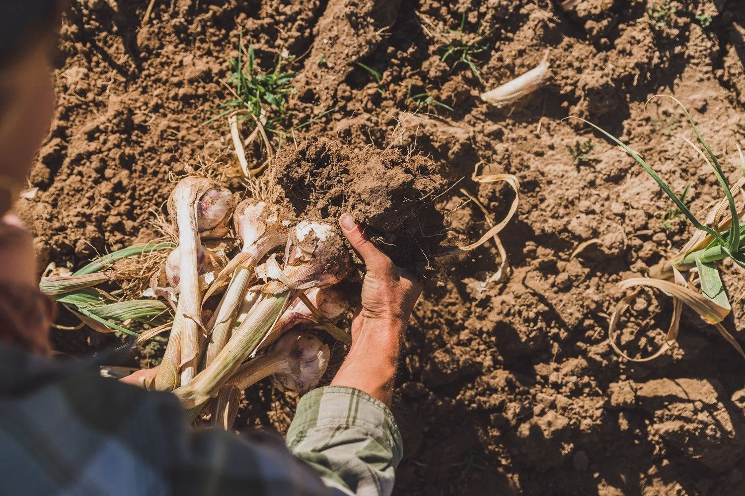 Raising Roots: Deschutes Canyon Garlic Organic Farm Feature
