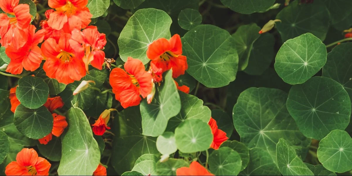 Raising Roots: Sungrounded Organic Farm Feature