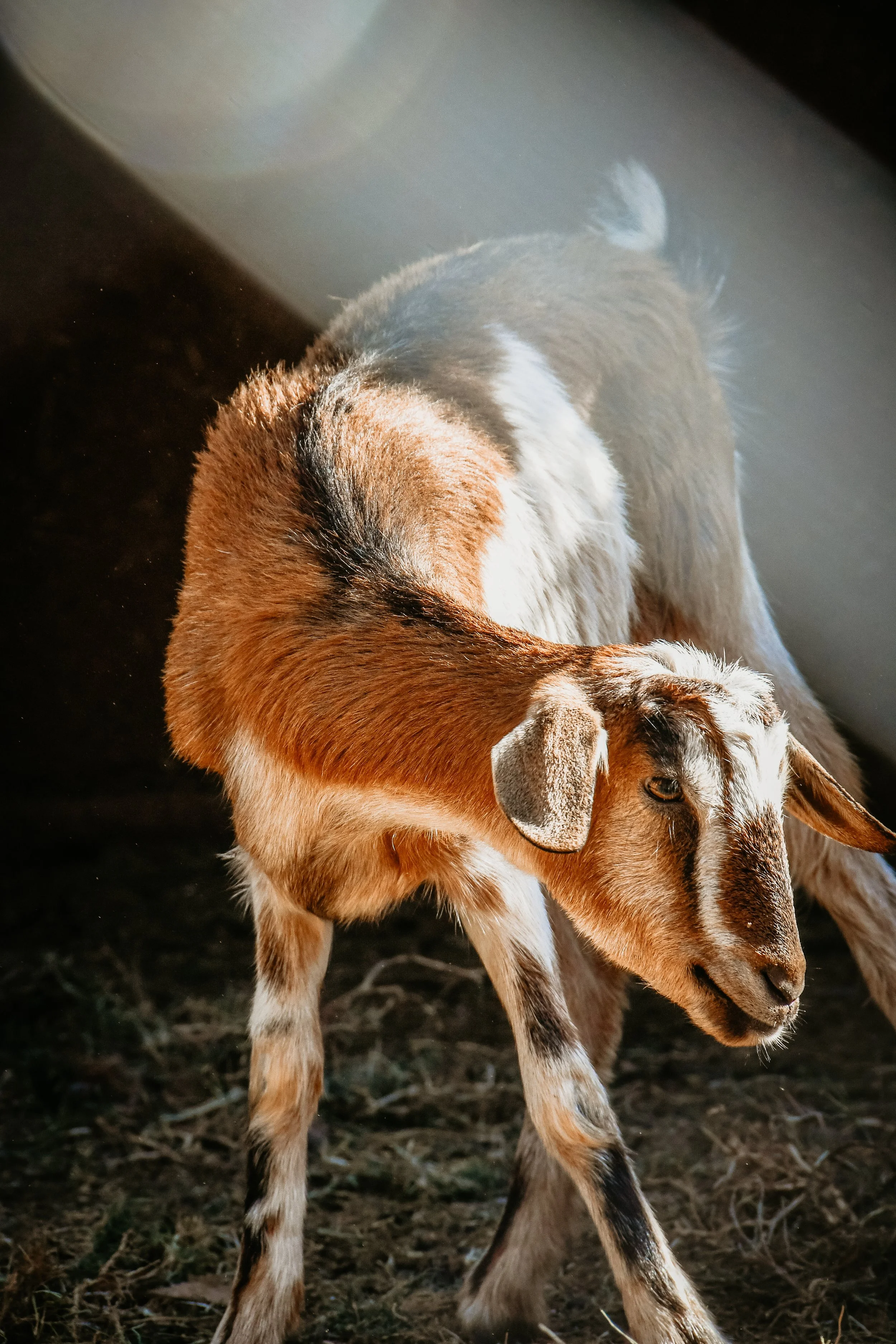 A goat standing on dirt, partially illuminated by sunlight in Marrakech farmhouse for cooking classes