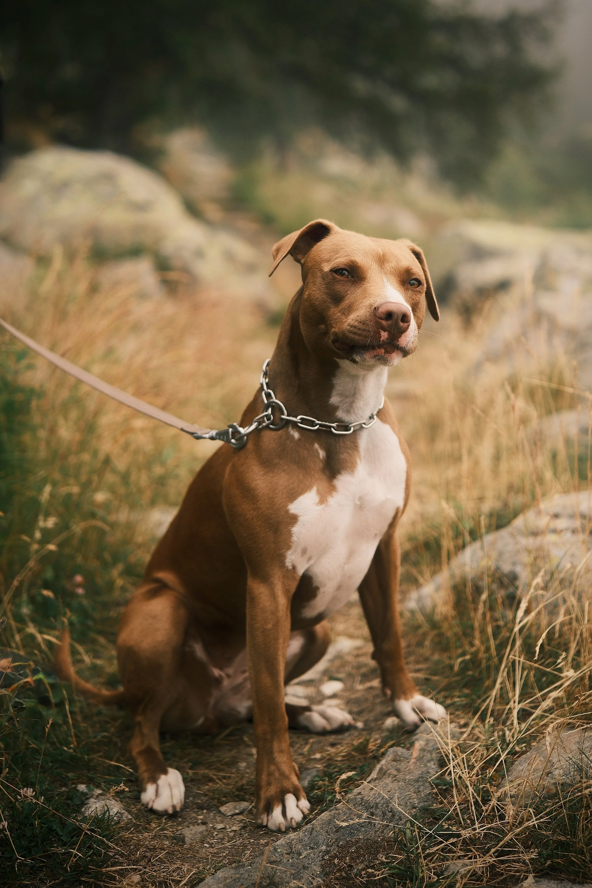 Ein brauner Hund mit weißen Flecken sitzt auf einer natürlichen, weichen Erdhügel mit grasbedecktem Hintergrund. Der Hund trägt ein Kettenhalsband und ist auf einer Leine befestigt.