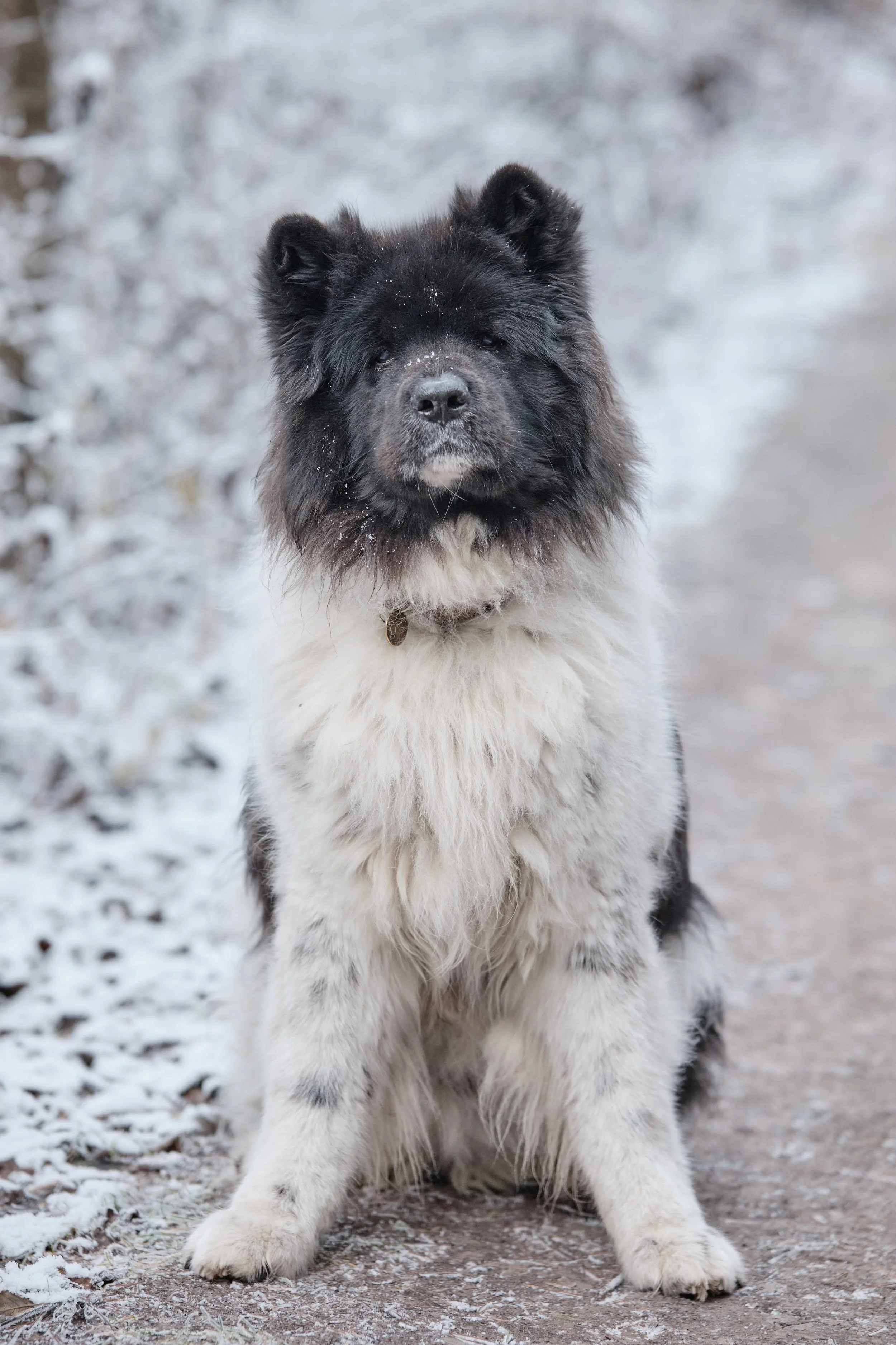 Ein Hund mit schwarzem Kopf und weißen Fell, sitzend auf einem verschneiten Weg mit winterlicher Umgebung.