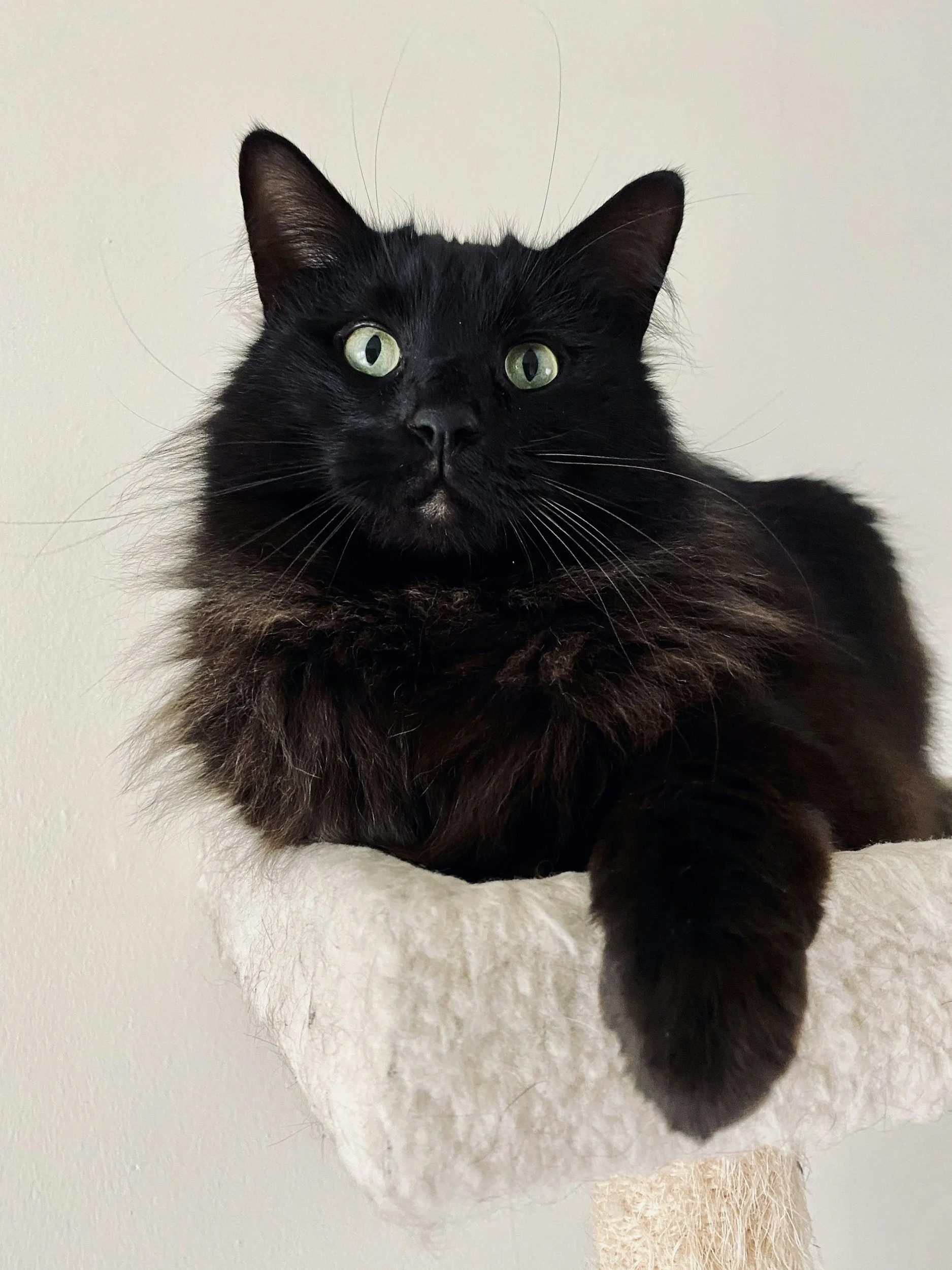 Persephone