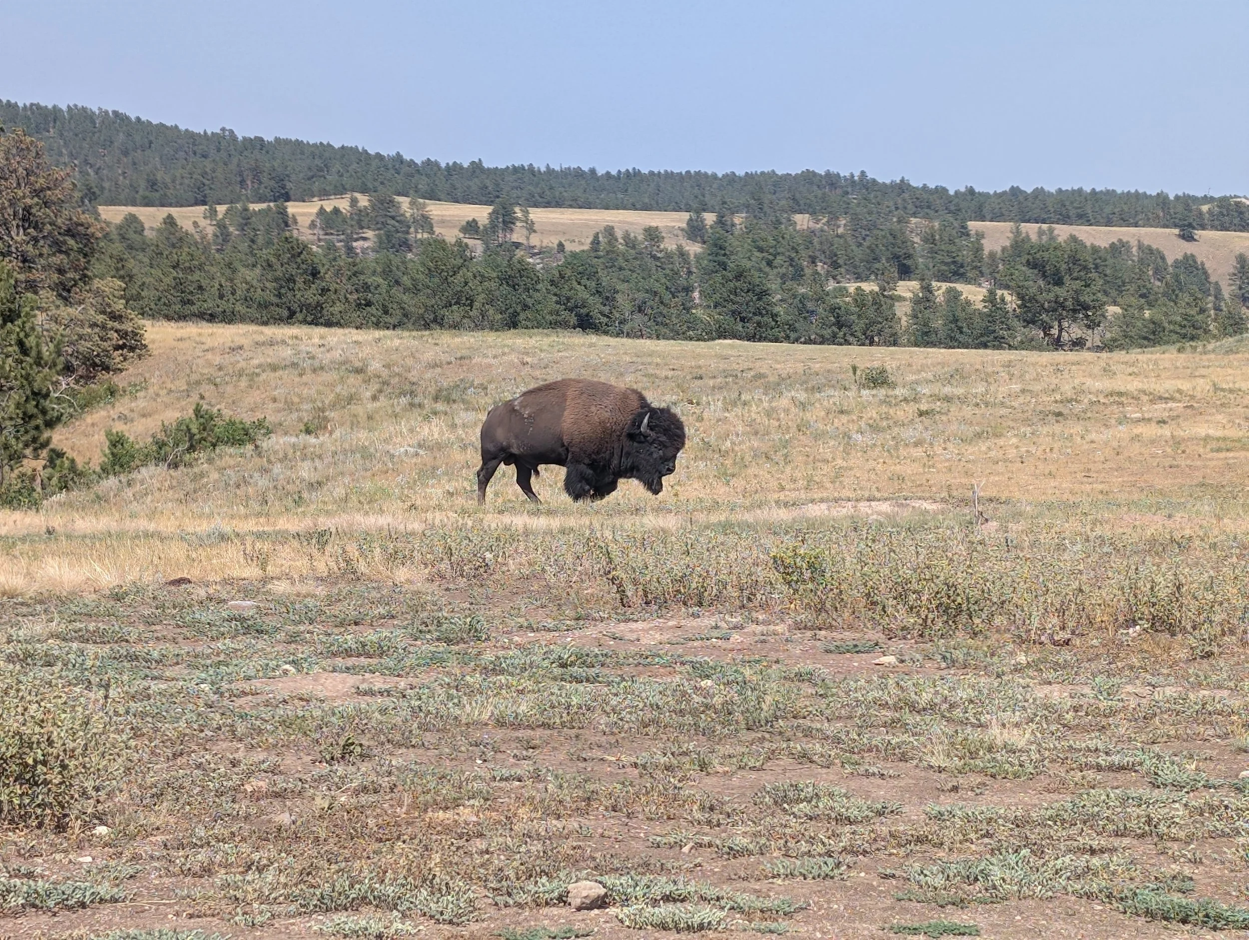 a lone bison bull walking across a prairie. pine trees dot the background