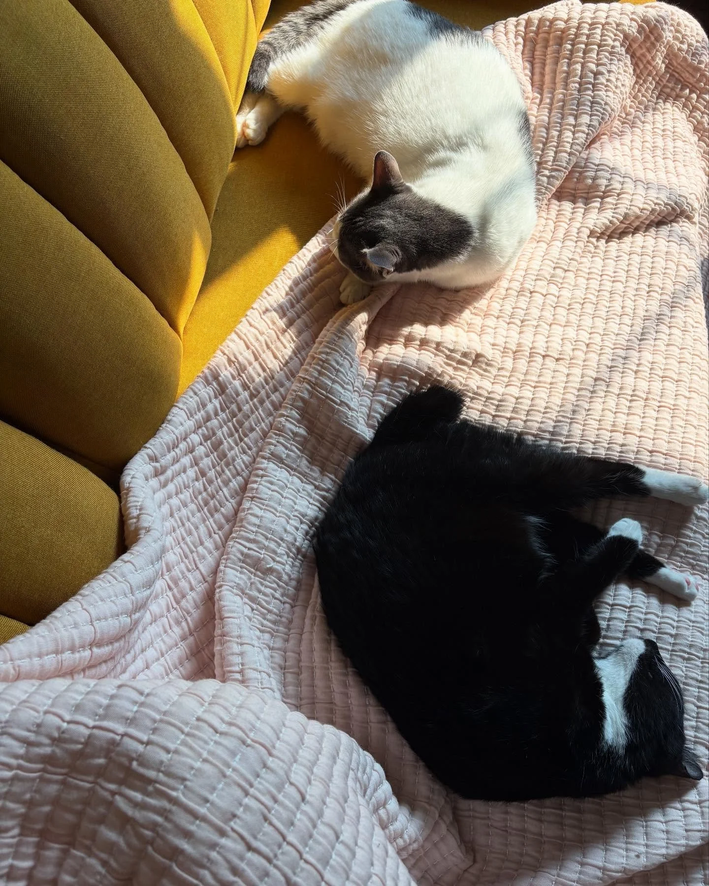 mantı &amp; re&ccedil;el