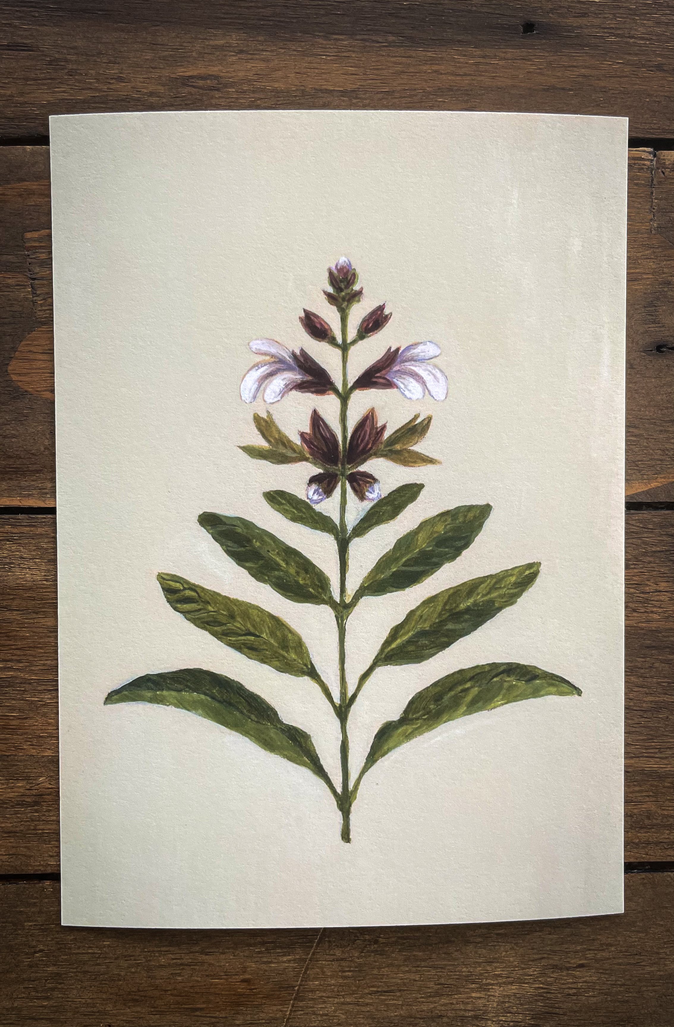 Botanical collection-6.jpg