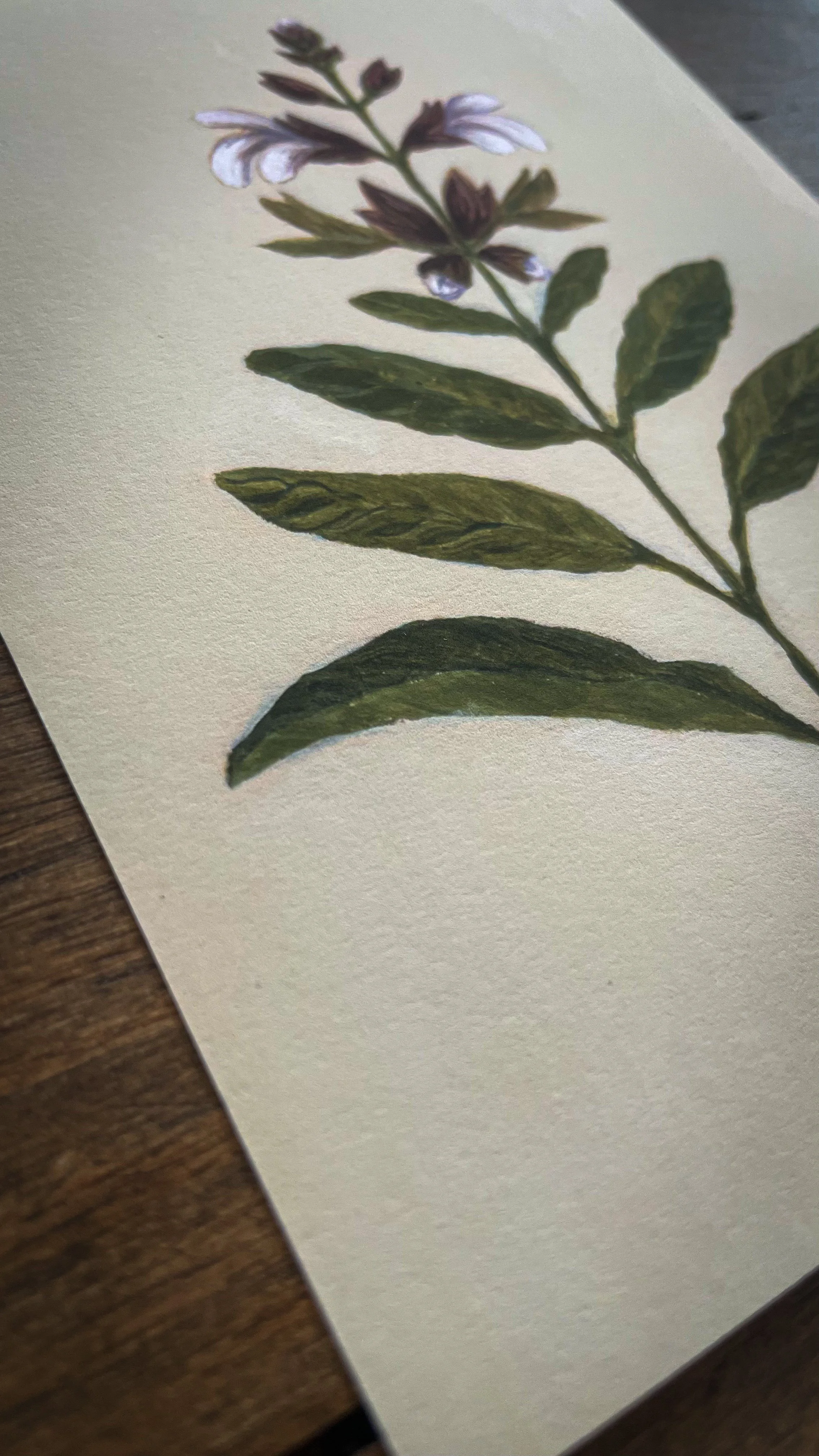 Botanical collection-7.jpg