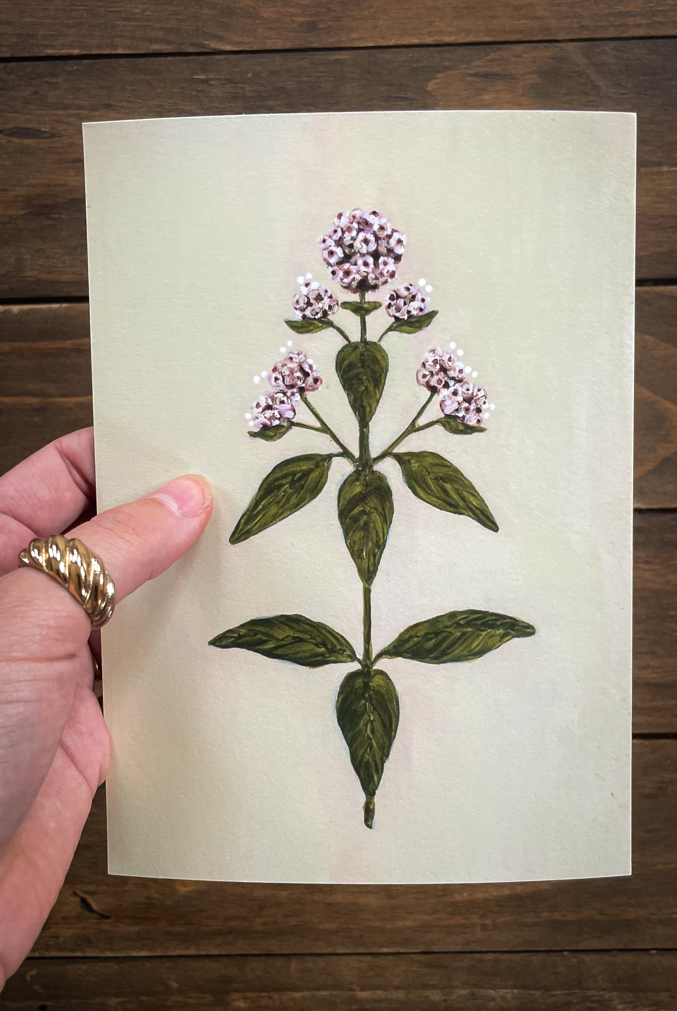 Oregano - Botanical illustration