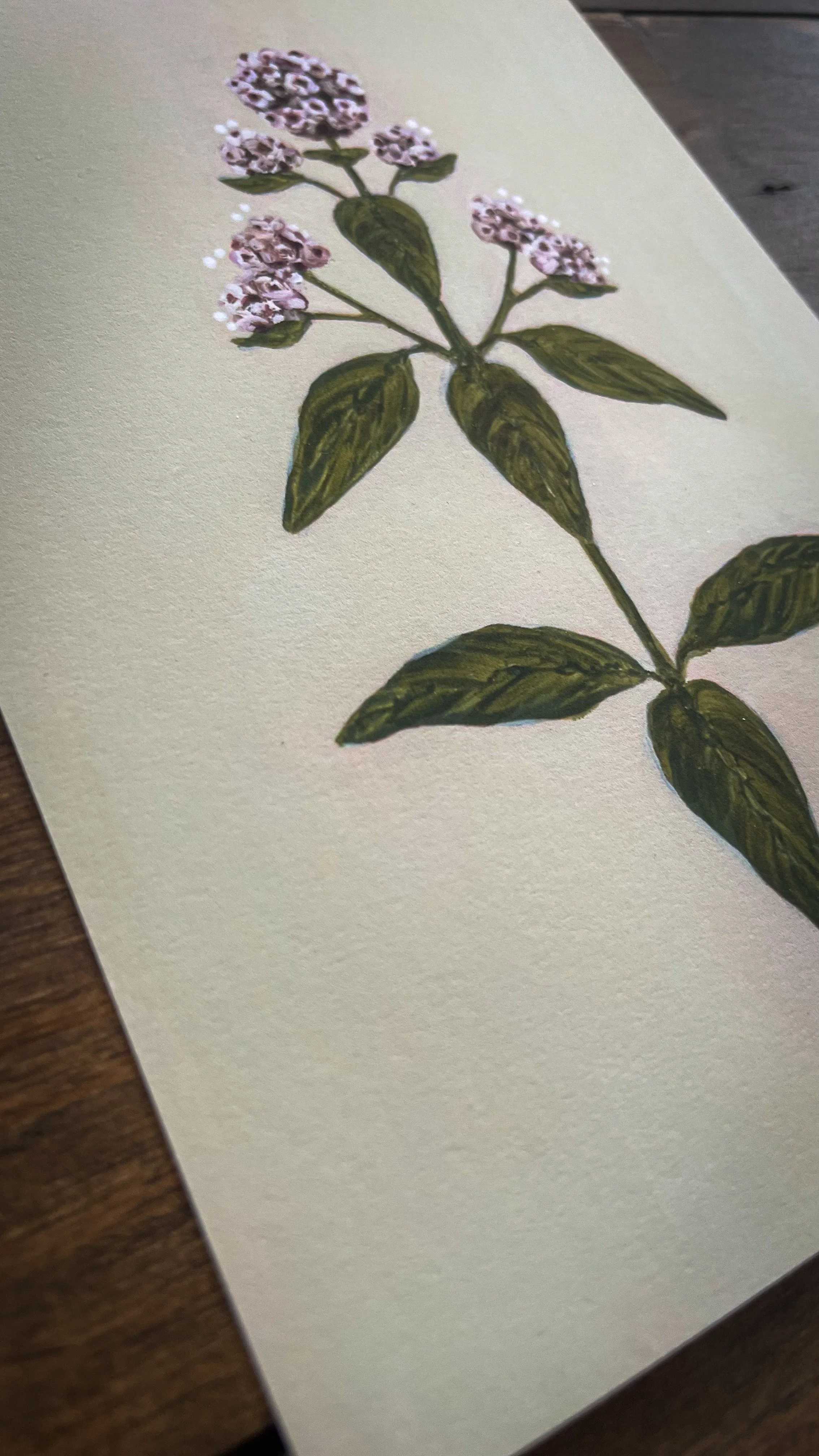 Botanical collection-11.jpg