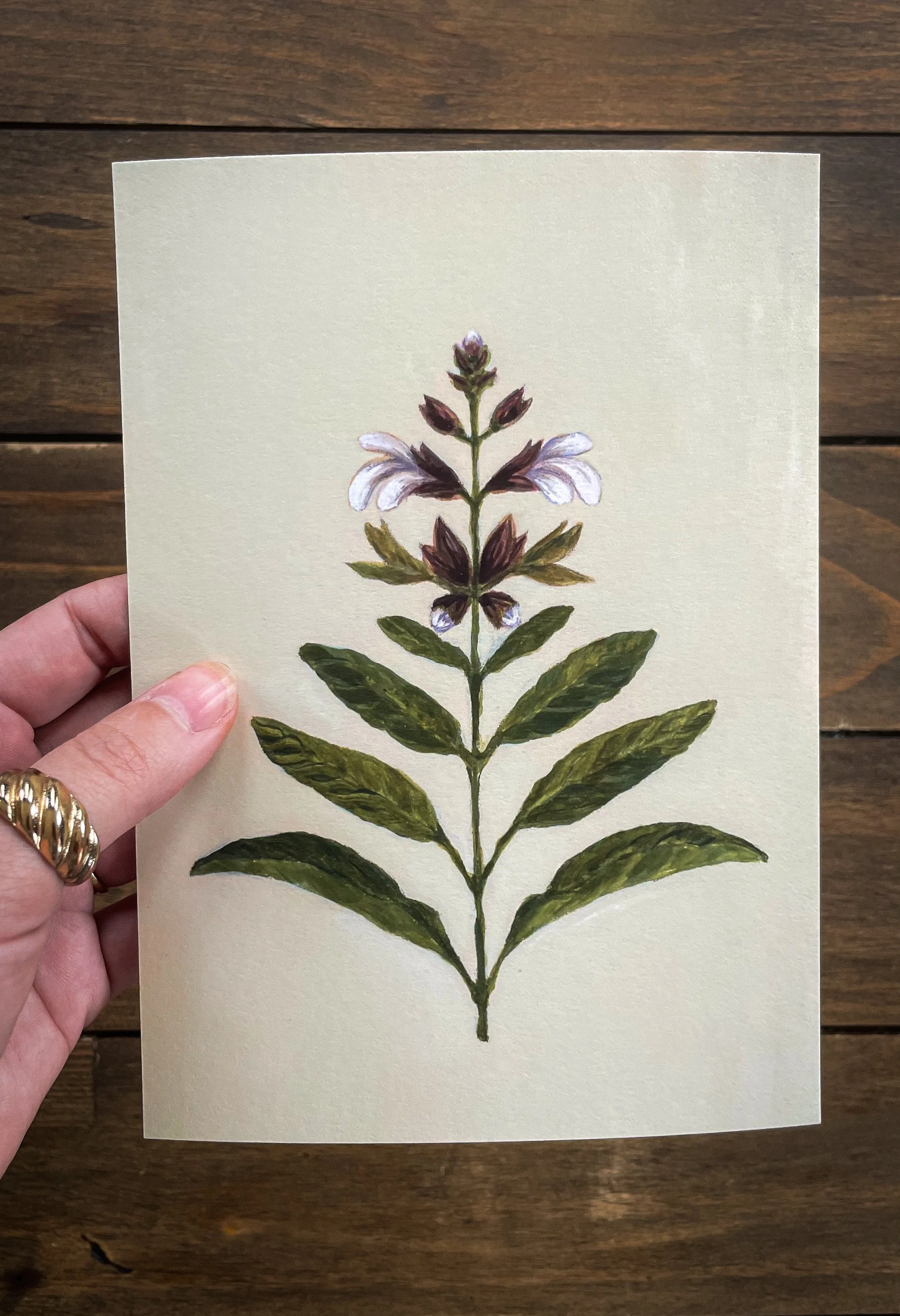 Sage - Botanical illustration