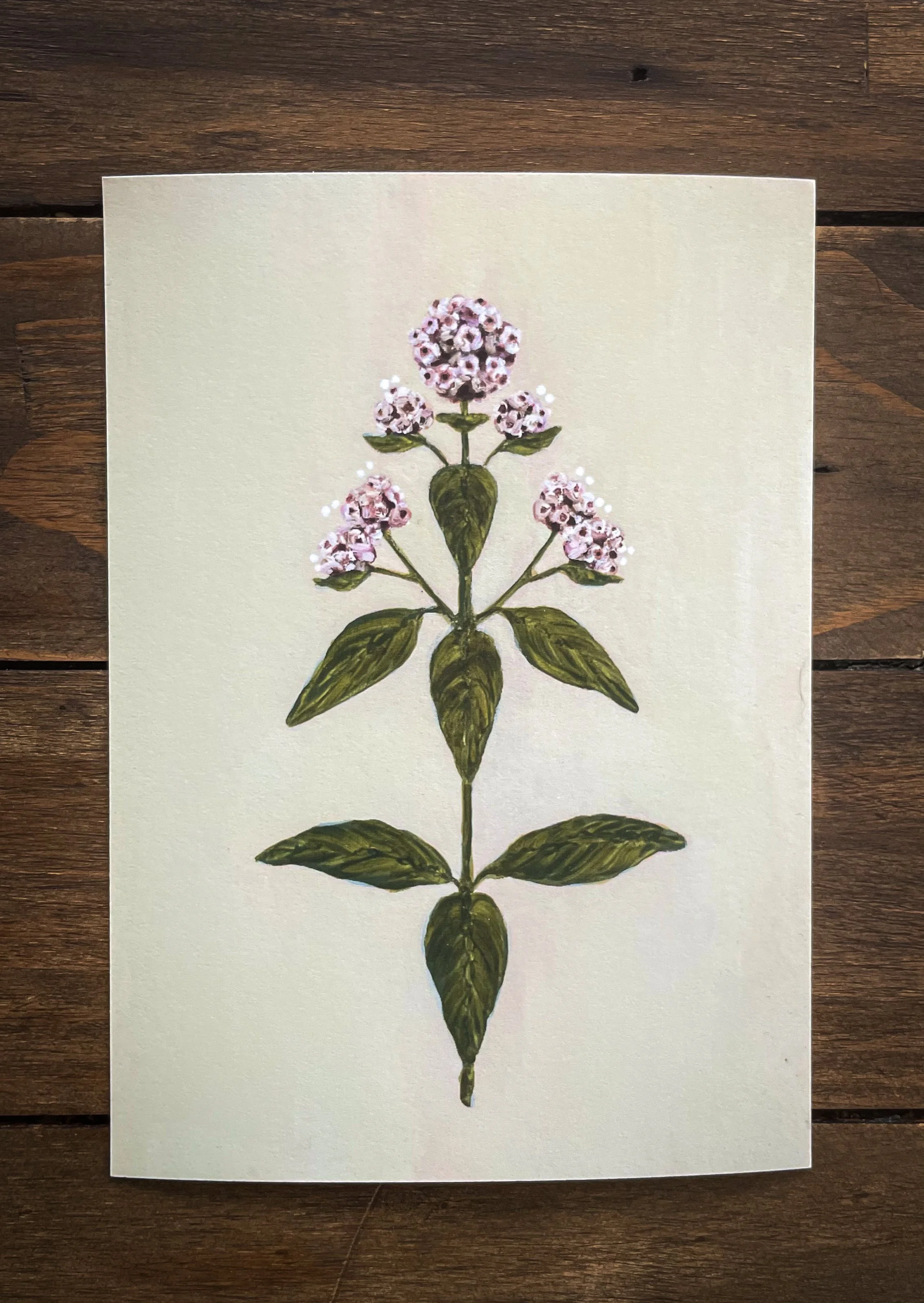 Botanical collection-9.jpg