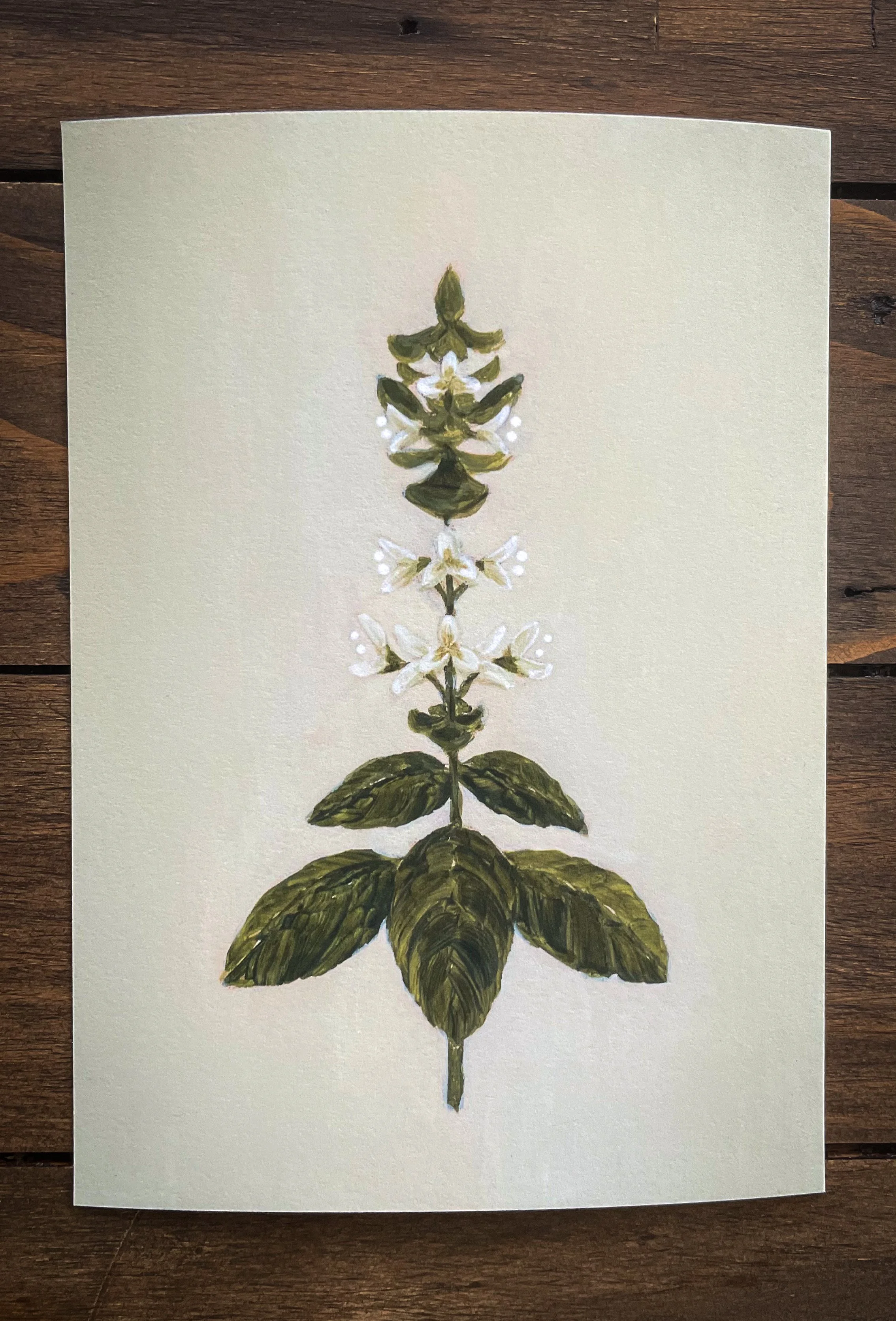 Botanical collection-1.jpg
