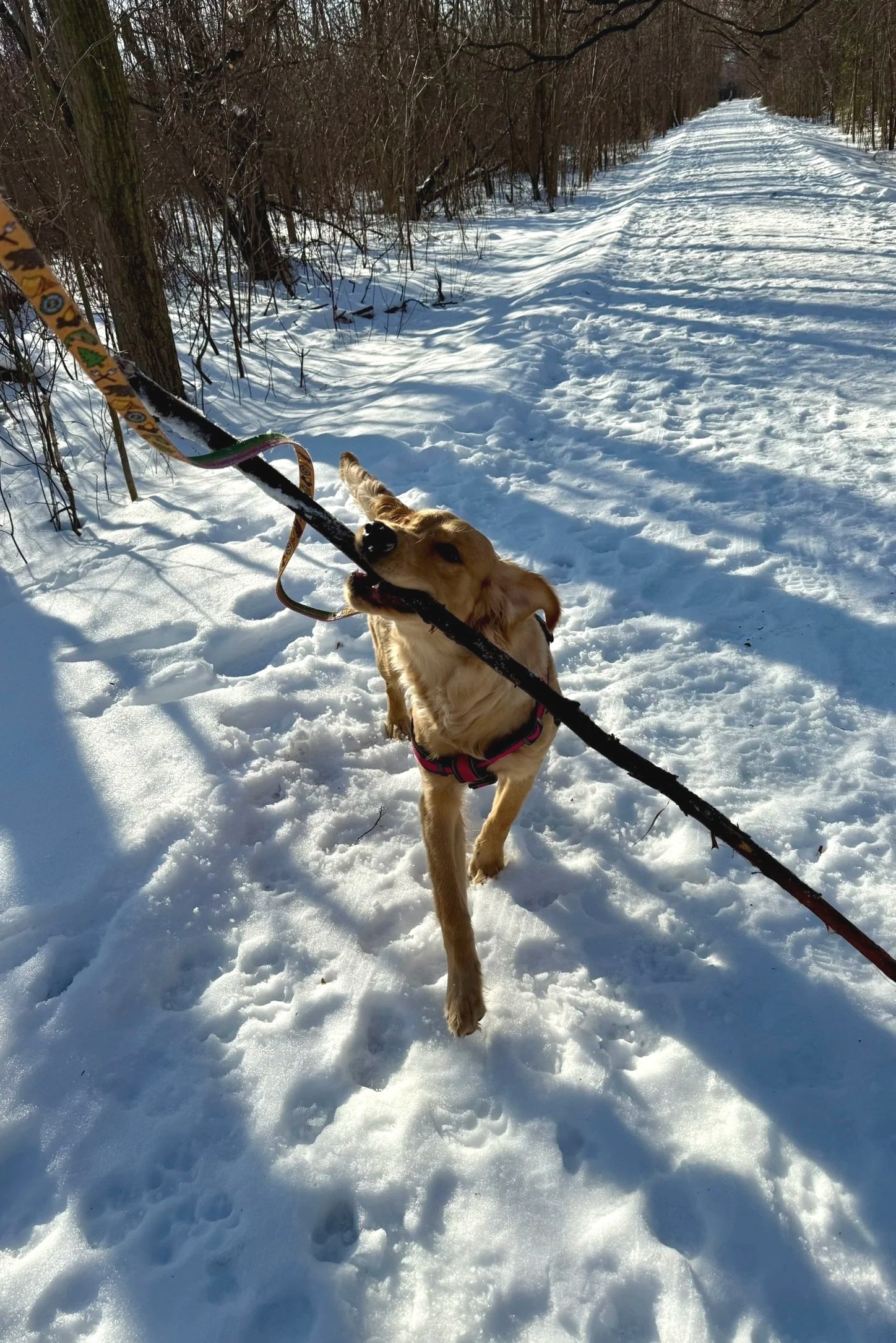 A golden retriever puppy running and biting a snowboard stuck in the snow along a snowy trail in a wooded area.