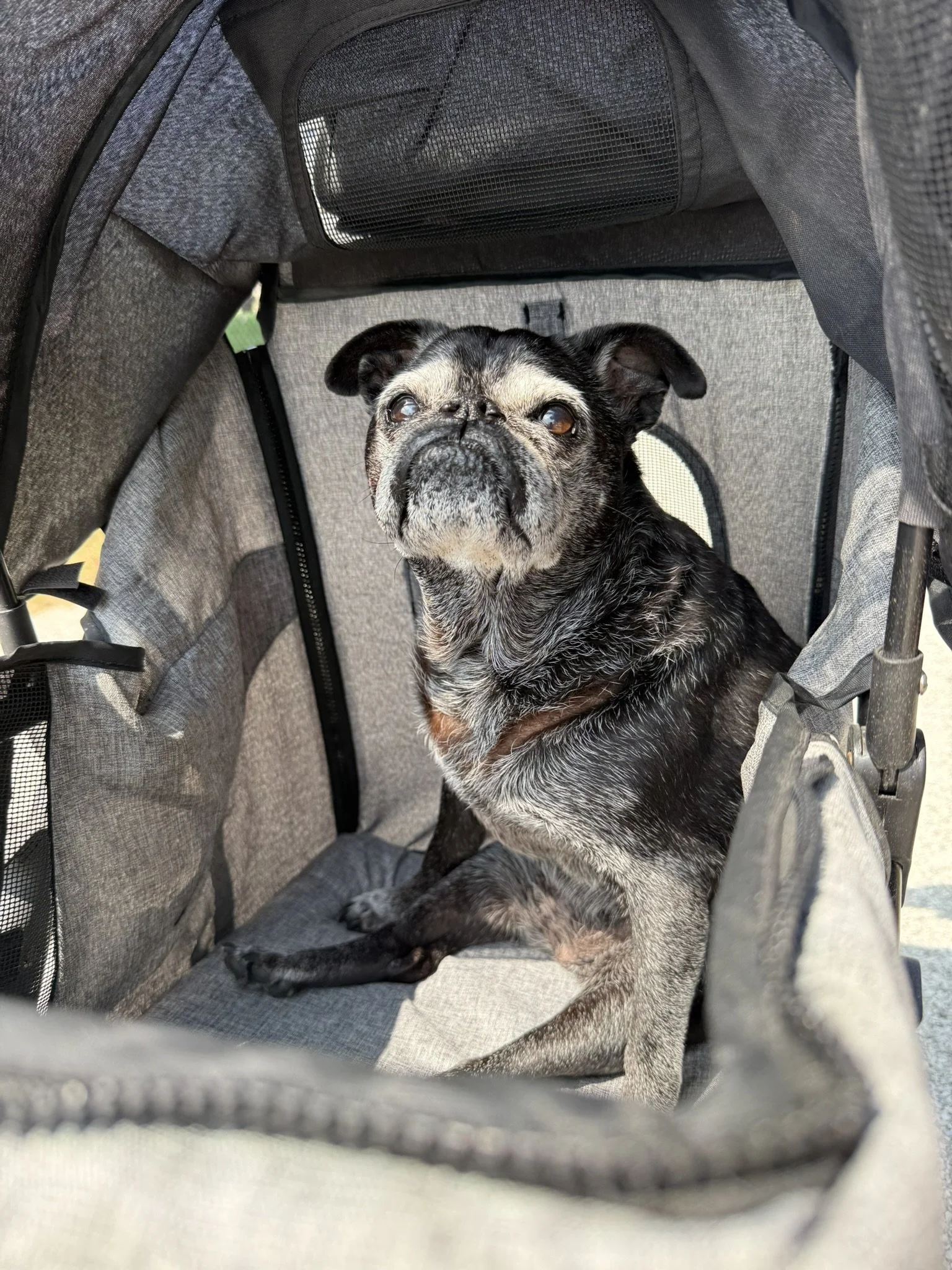 A black and gray brindle French bulldog sitting inside a gray pet stroller.
