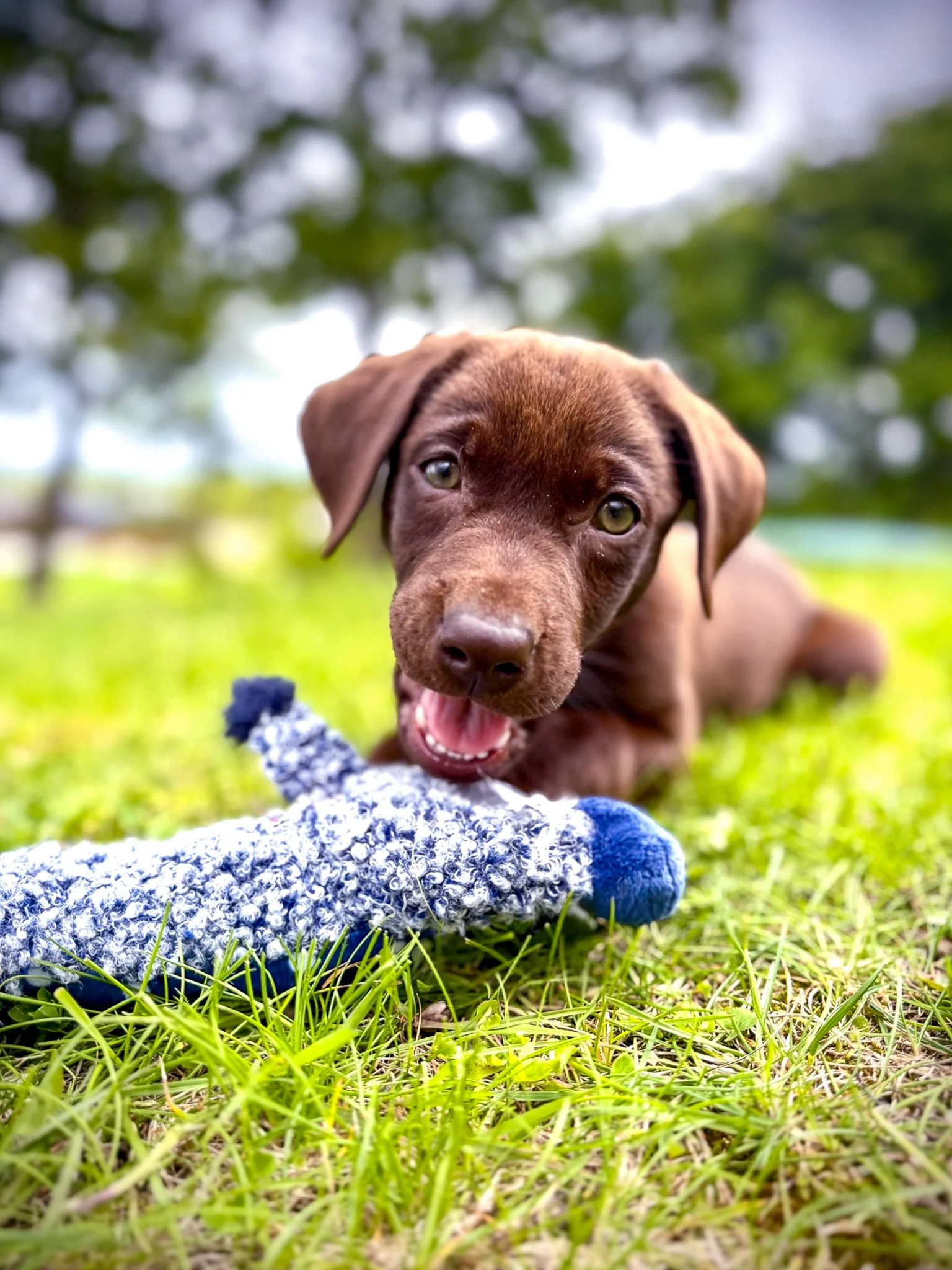 A playful brown puppy with green eyes biting a blue and white knitted toy on green grass with a blurred background of trees.