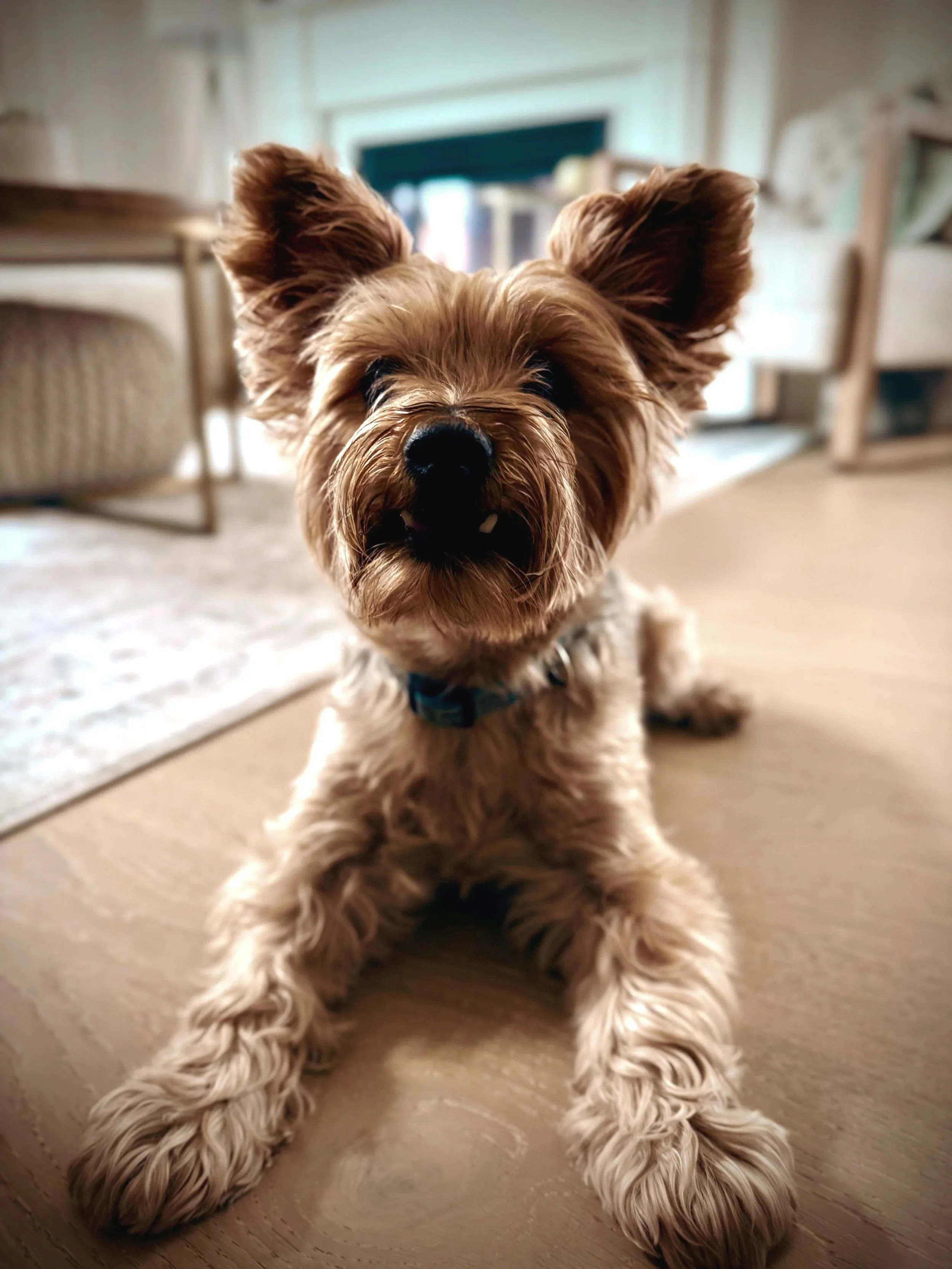 A small tan and brown dog with large ears, lying on a wooden floor, looking at the camera in a cozy home interior.