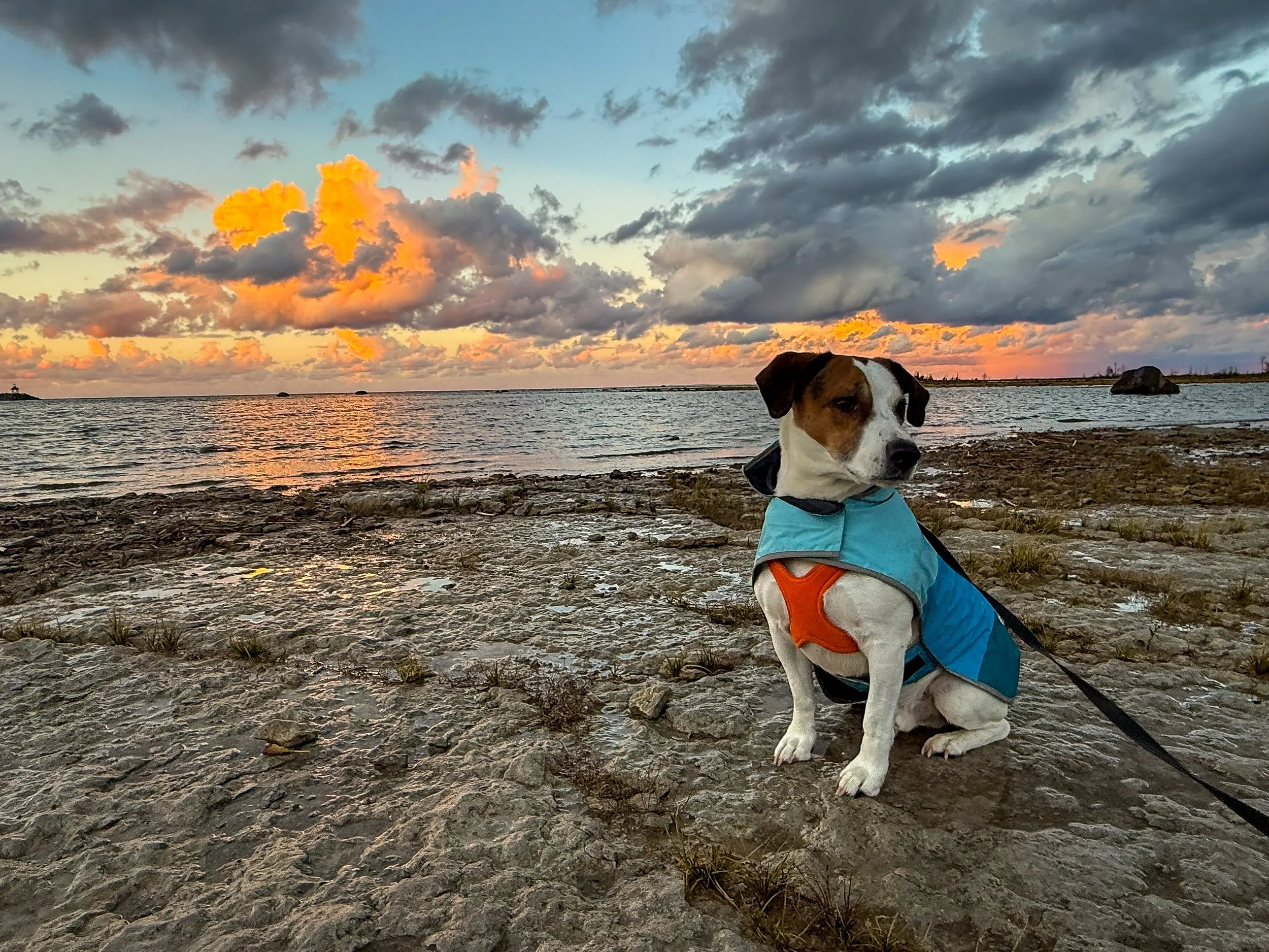 A small dog wearing a blue jacket sitting on a rocky beach during sunset with colorful clouds and the ocean in the background.