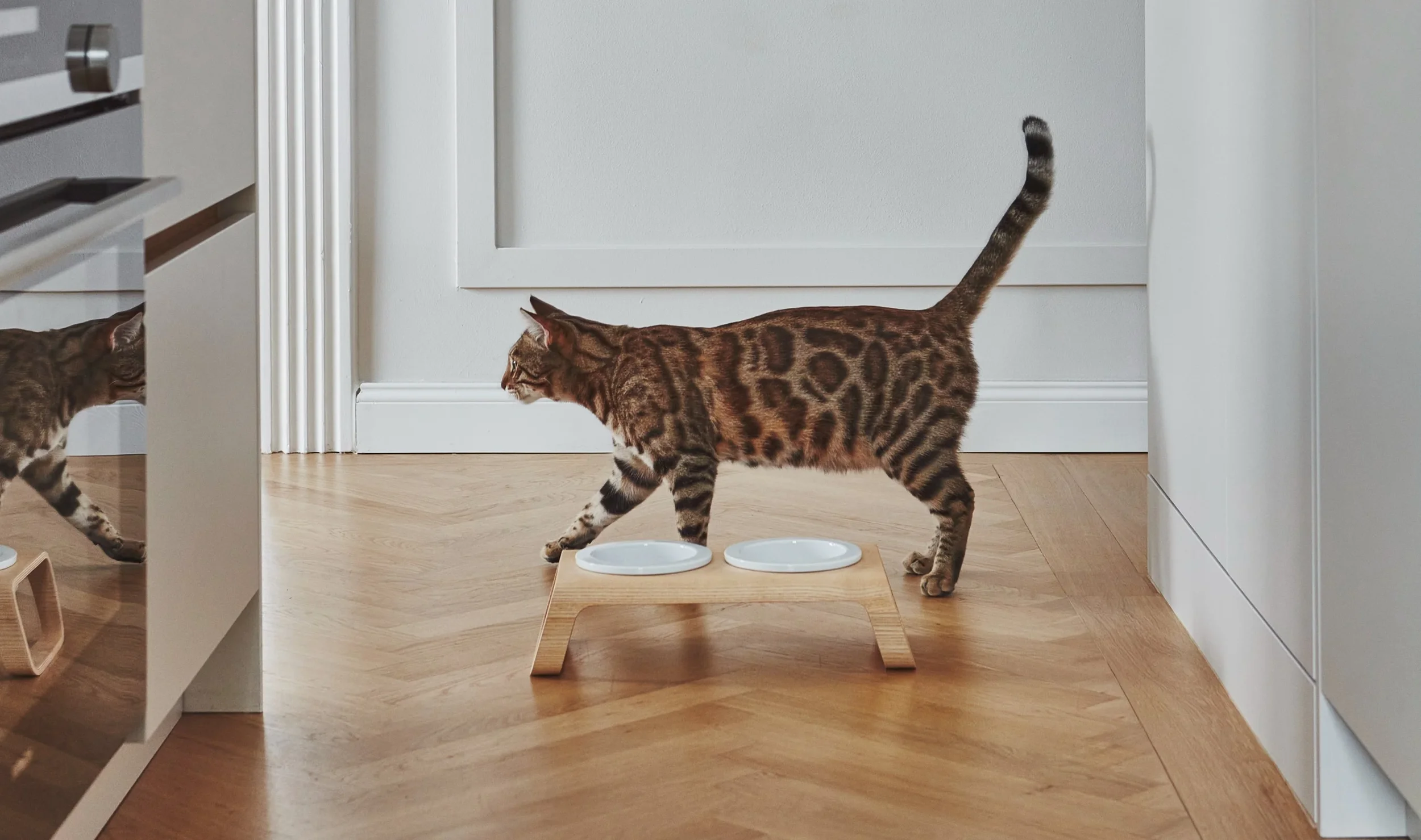 Daniela_Fischli_architetto_interni_pet_design_ciotola_gatto.webp