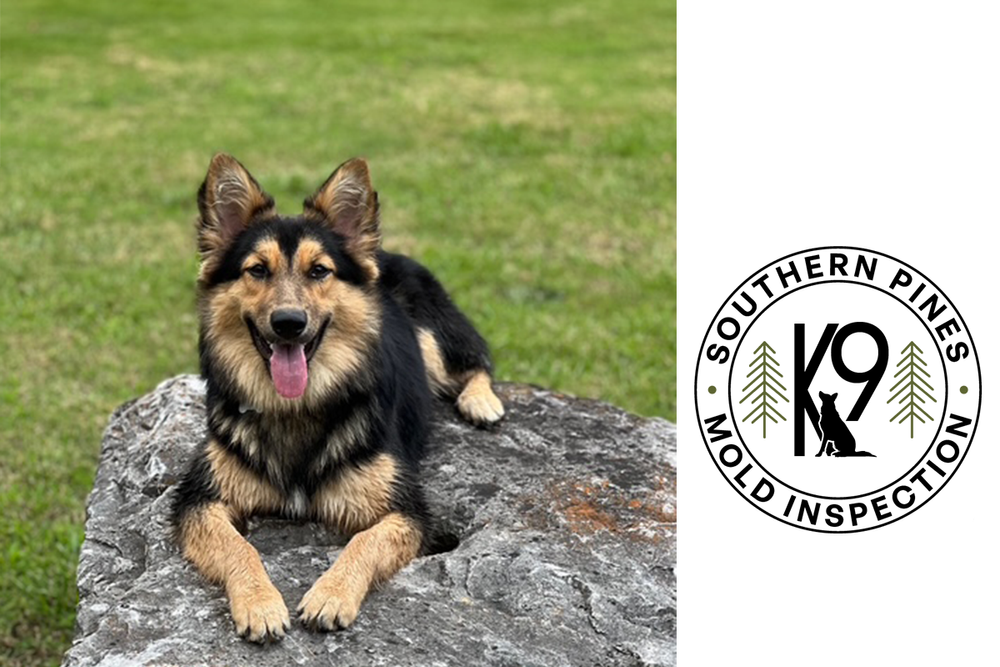 Southern Pines Canine Mold Inspection