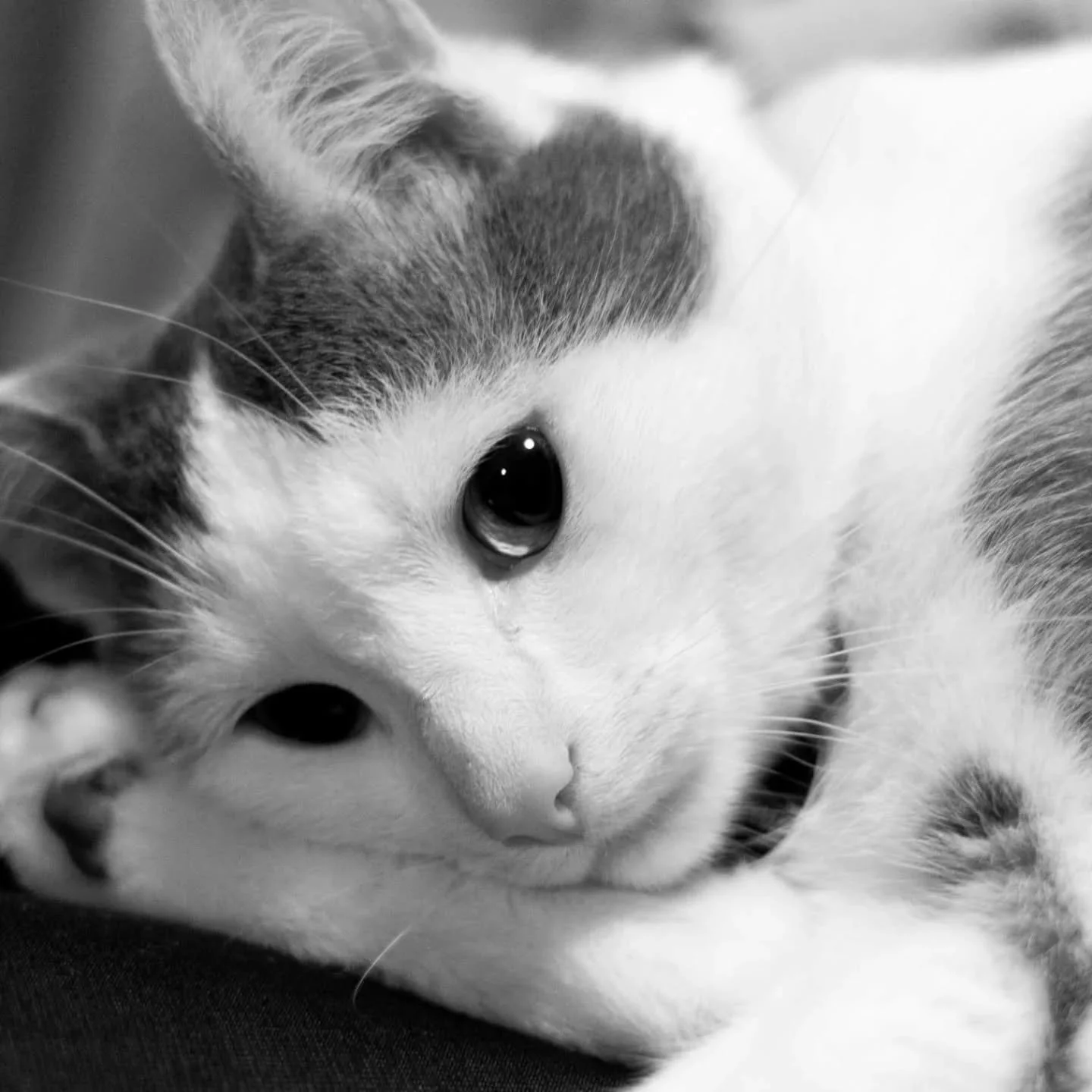 So hard posting this 😭💔🕊

We said goodbye to our Kitty today, 
I know a lot of you were greeted by him at the front door. He loved siting on laps! 

He had a great life and he was such an amazing pet!  He was full of beans! The house feels so empt