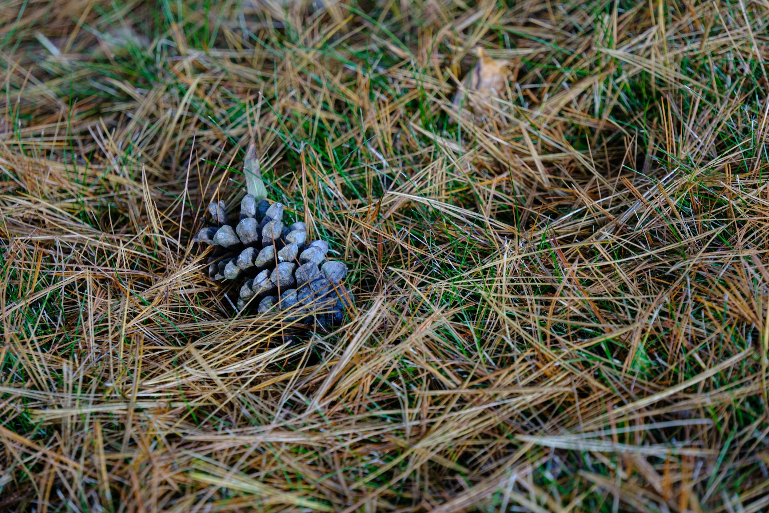 pinecone and pine needles on ground during nature walk with kids