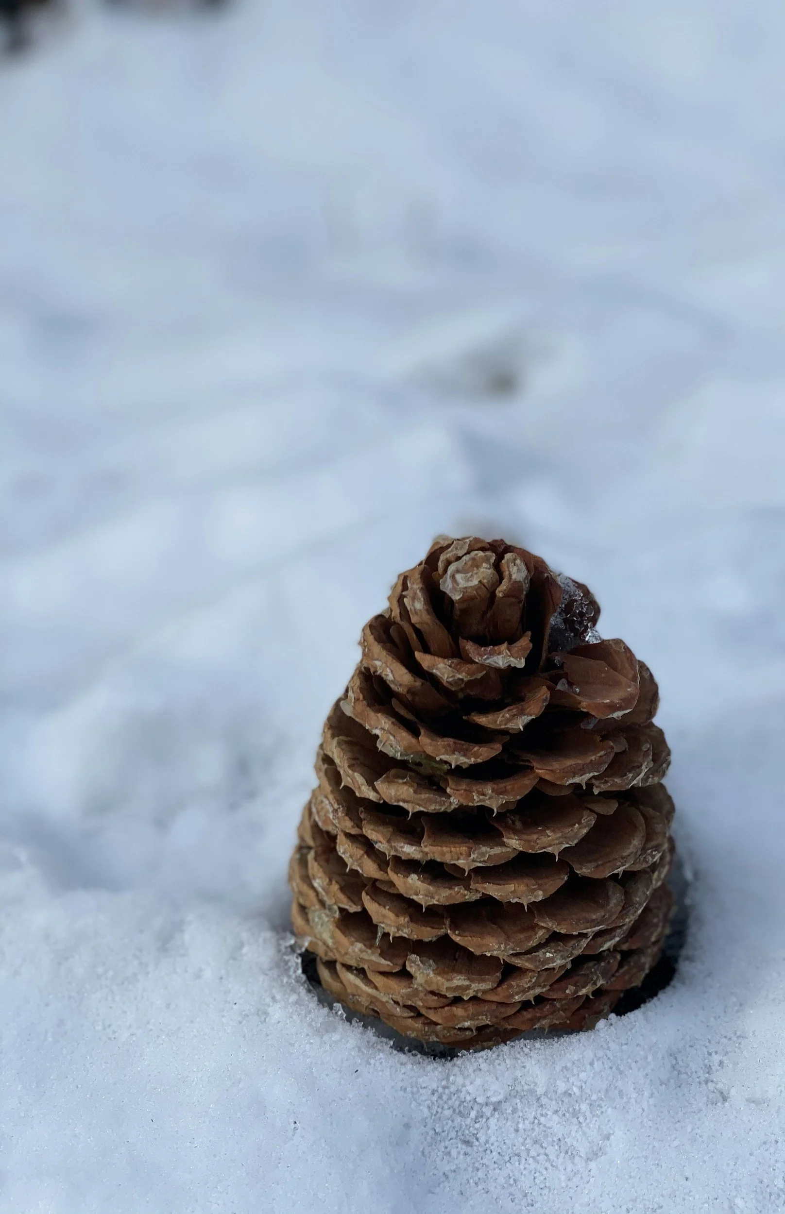 Nature-Inspired Christmas Crafts Using Pinecones, Evergreens, and Things You Already Have