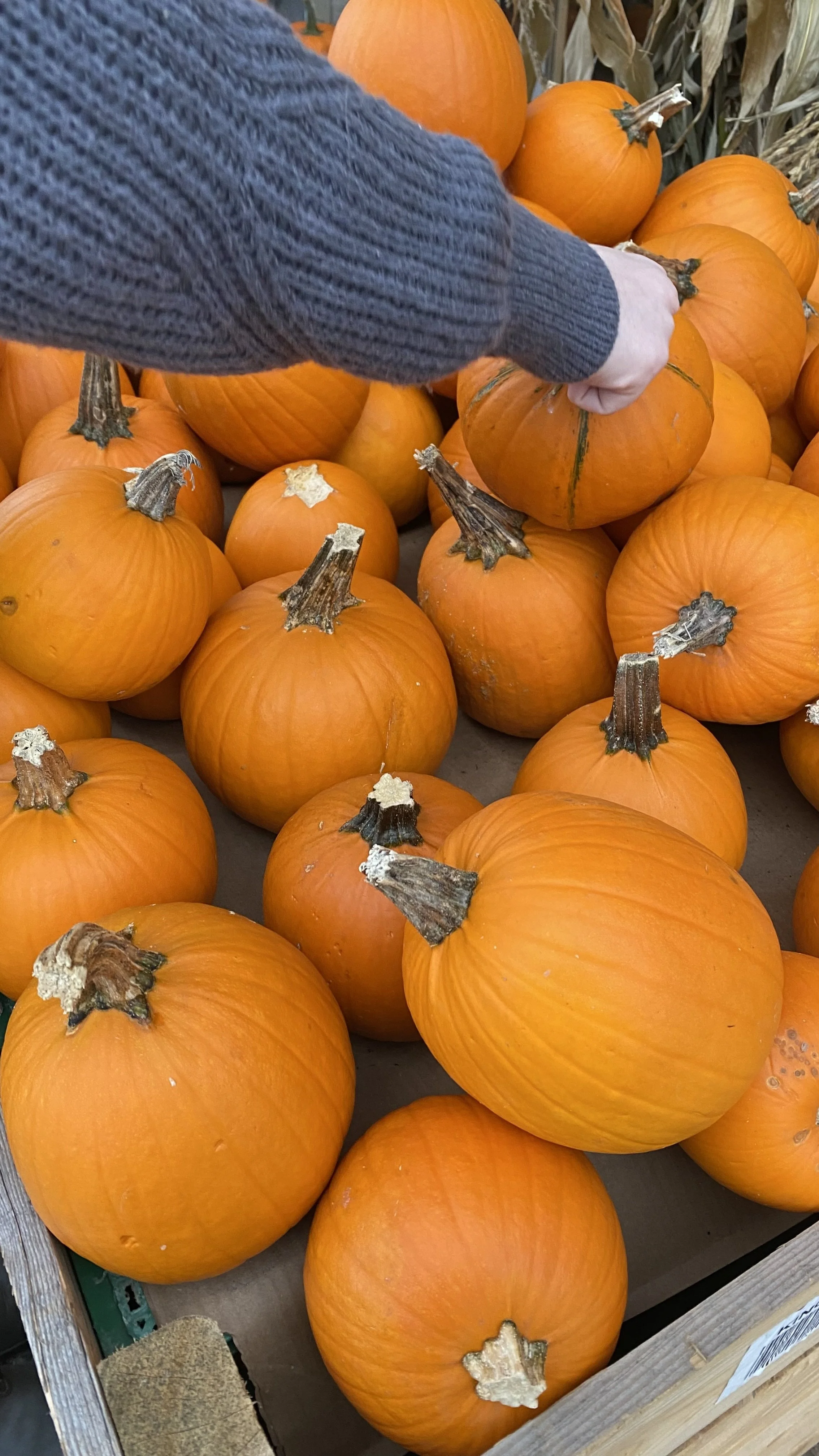 12 Easy Pumpkin Science Experiments for Preschool and Kindergarten (Fun Fall STEM Ideas!)