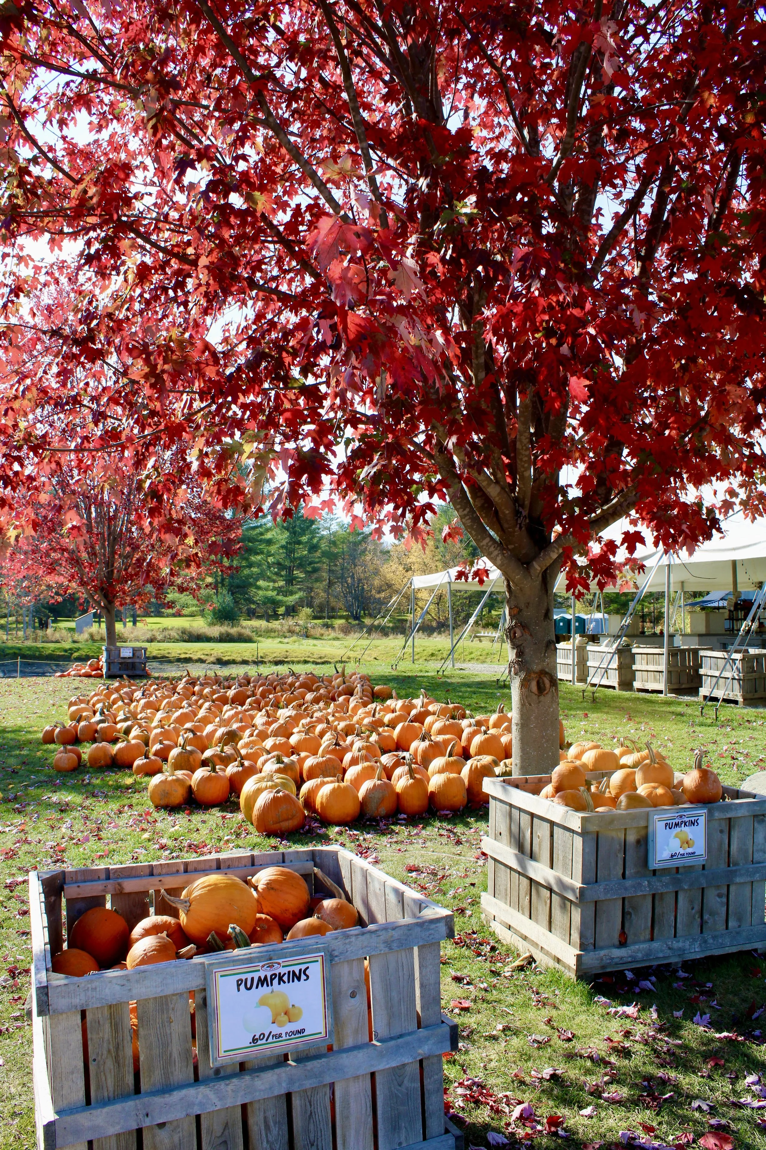 The Best Pumpkin Read-Aloud Stories for Preschoolers