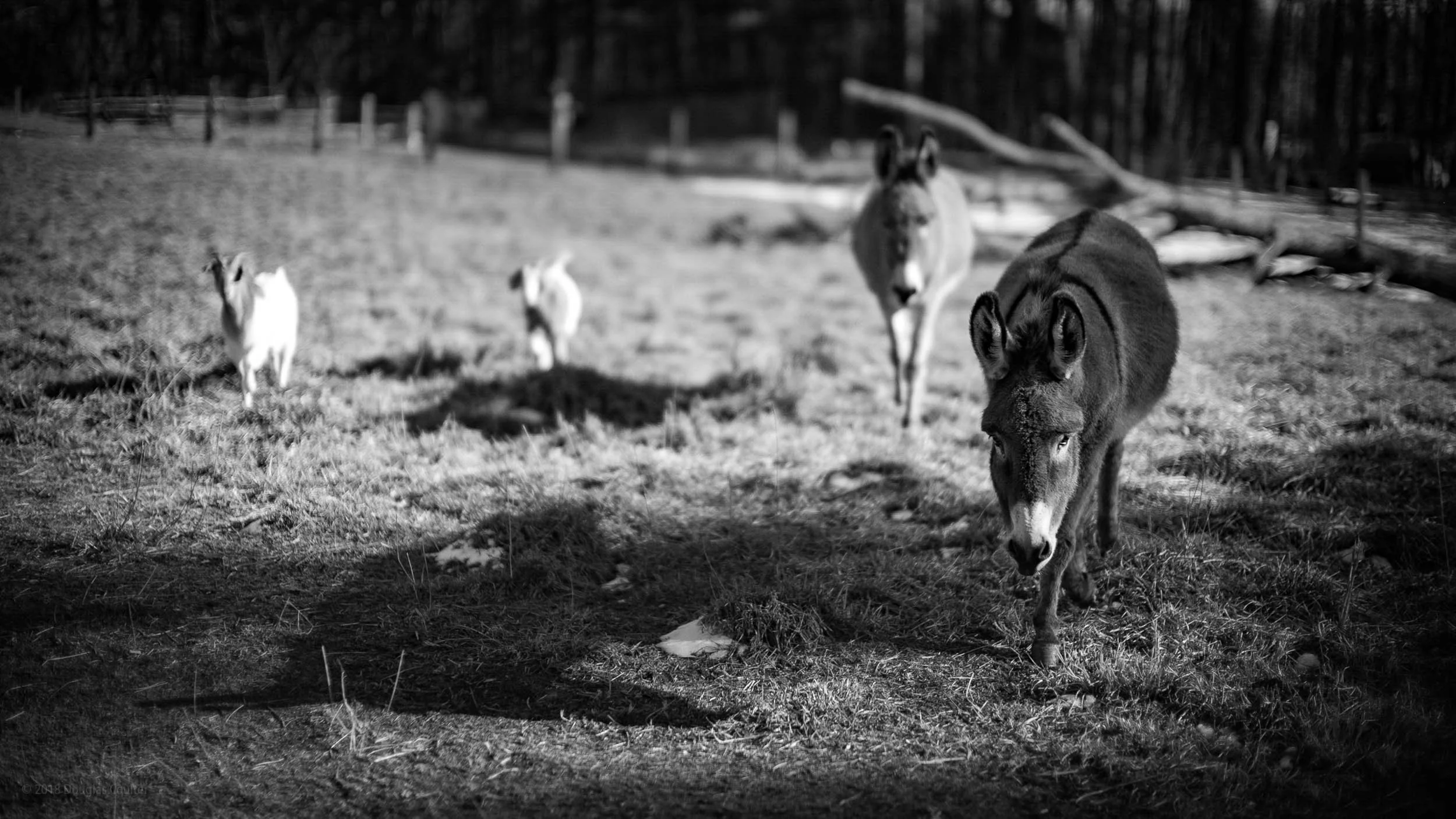 054-0417-2599-3176-L1063344-180118-Doug Coulter.jpg