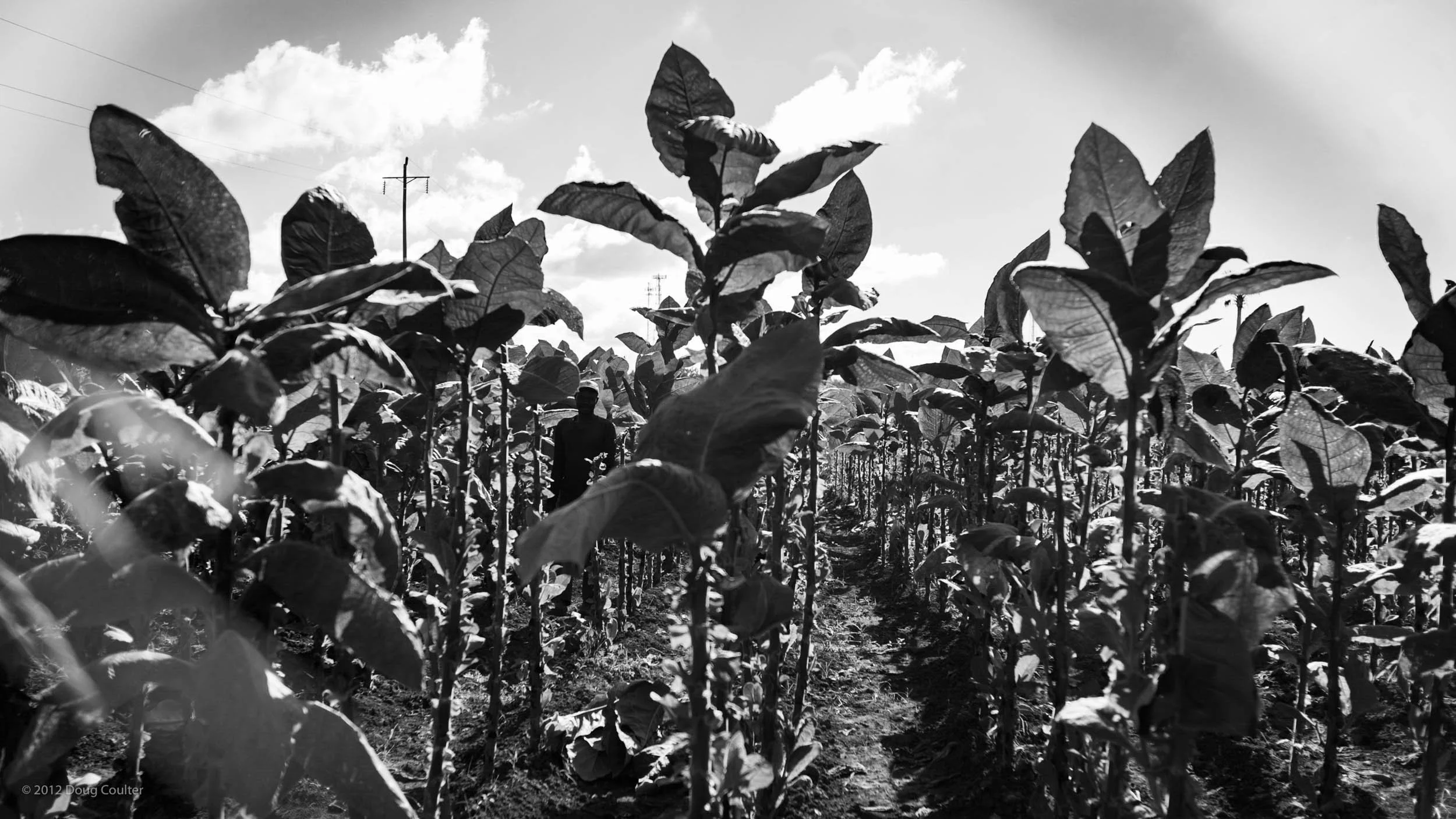 163-3005-0675-1097-_DCP7721-120222-Doug Coulter.jpg