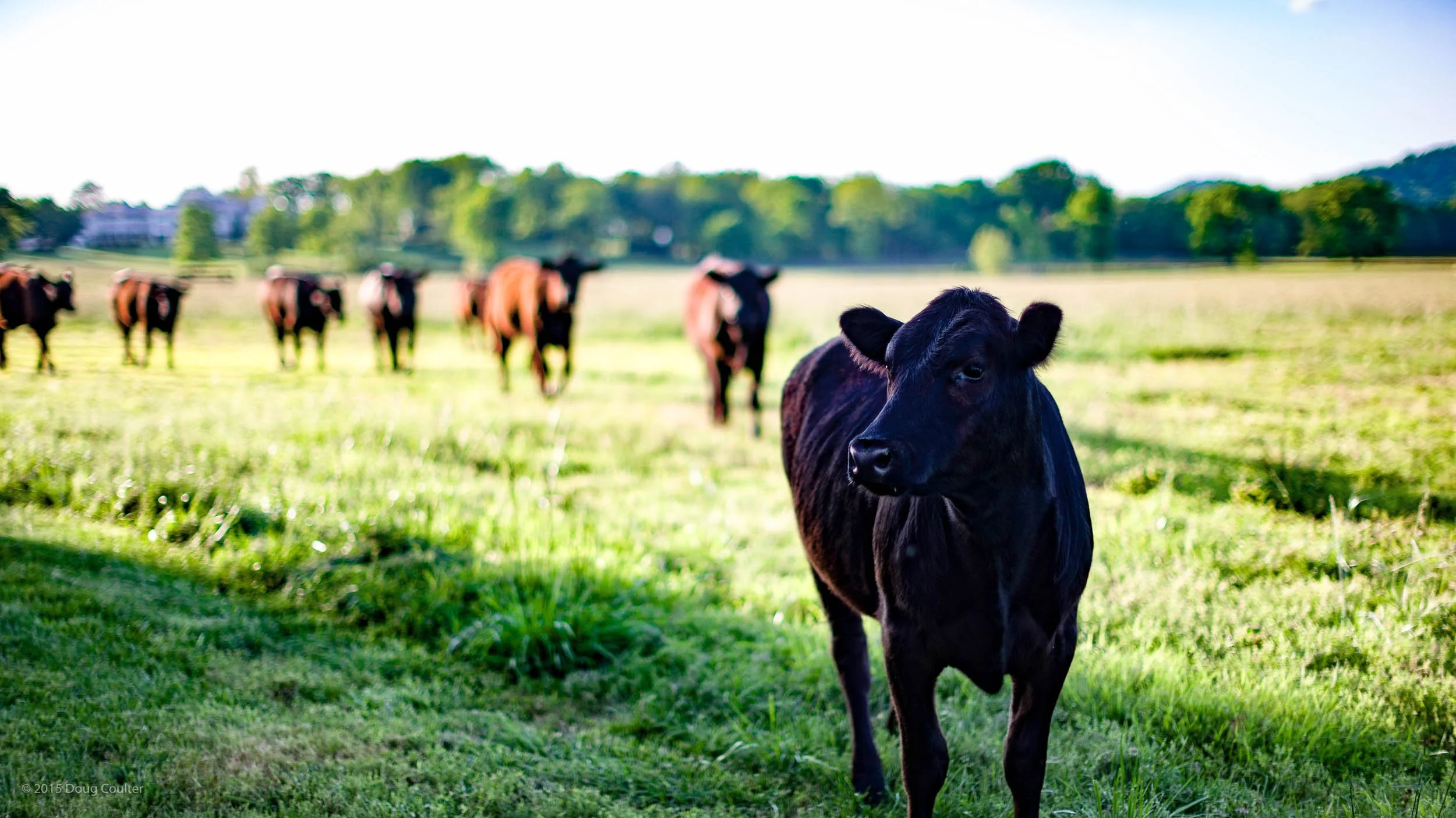 160-0036-0542-990-_DCP2228-110506-Doug Coulter.jpg
