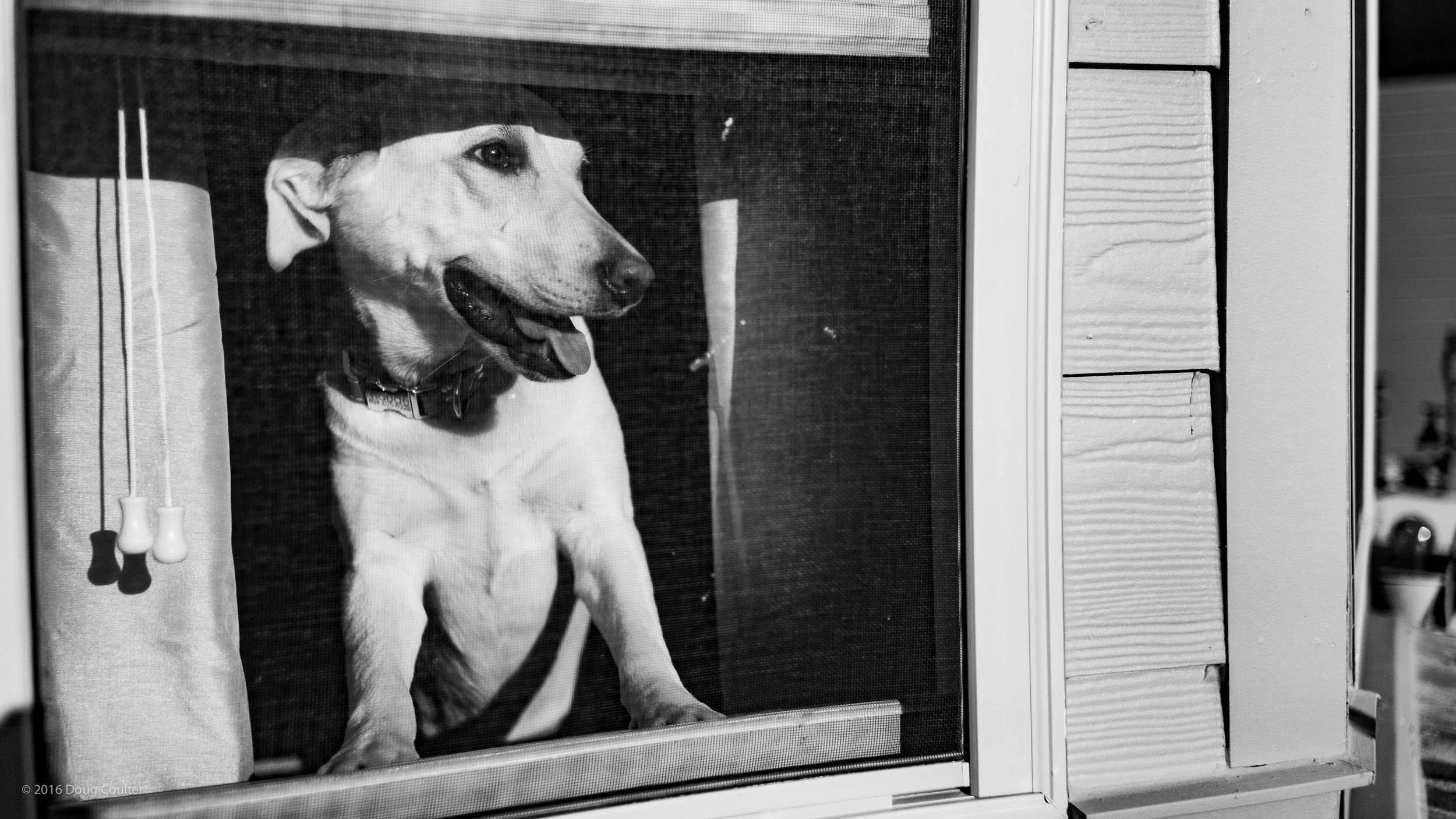 072-2753-1916-2468-_DCP7564-160323-Doug Coulter.jpg