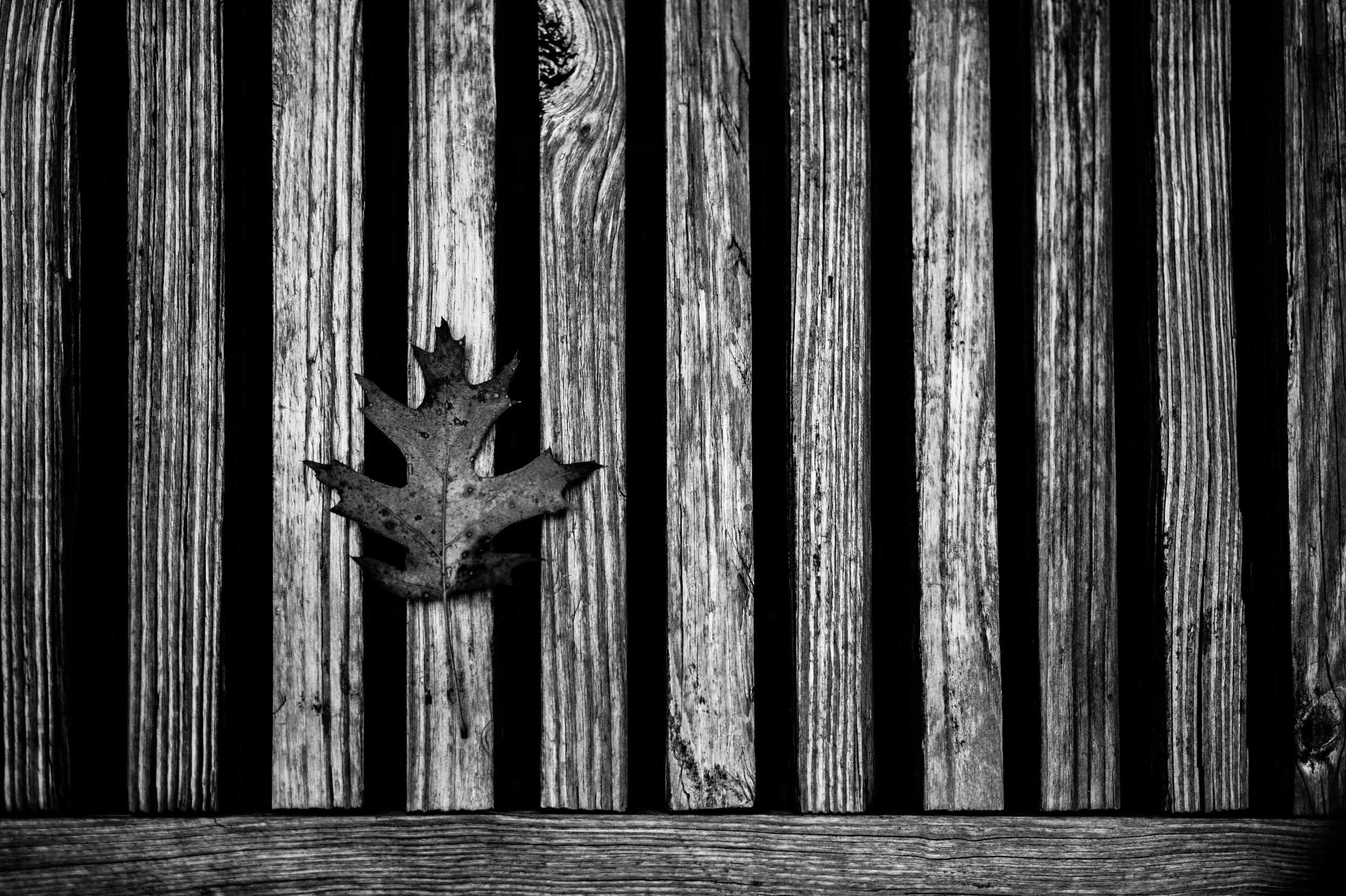 055-0429-1253-1746-141108-DouglasCoulter-141108-Doug Coulter.jpg