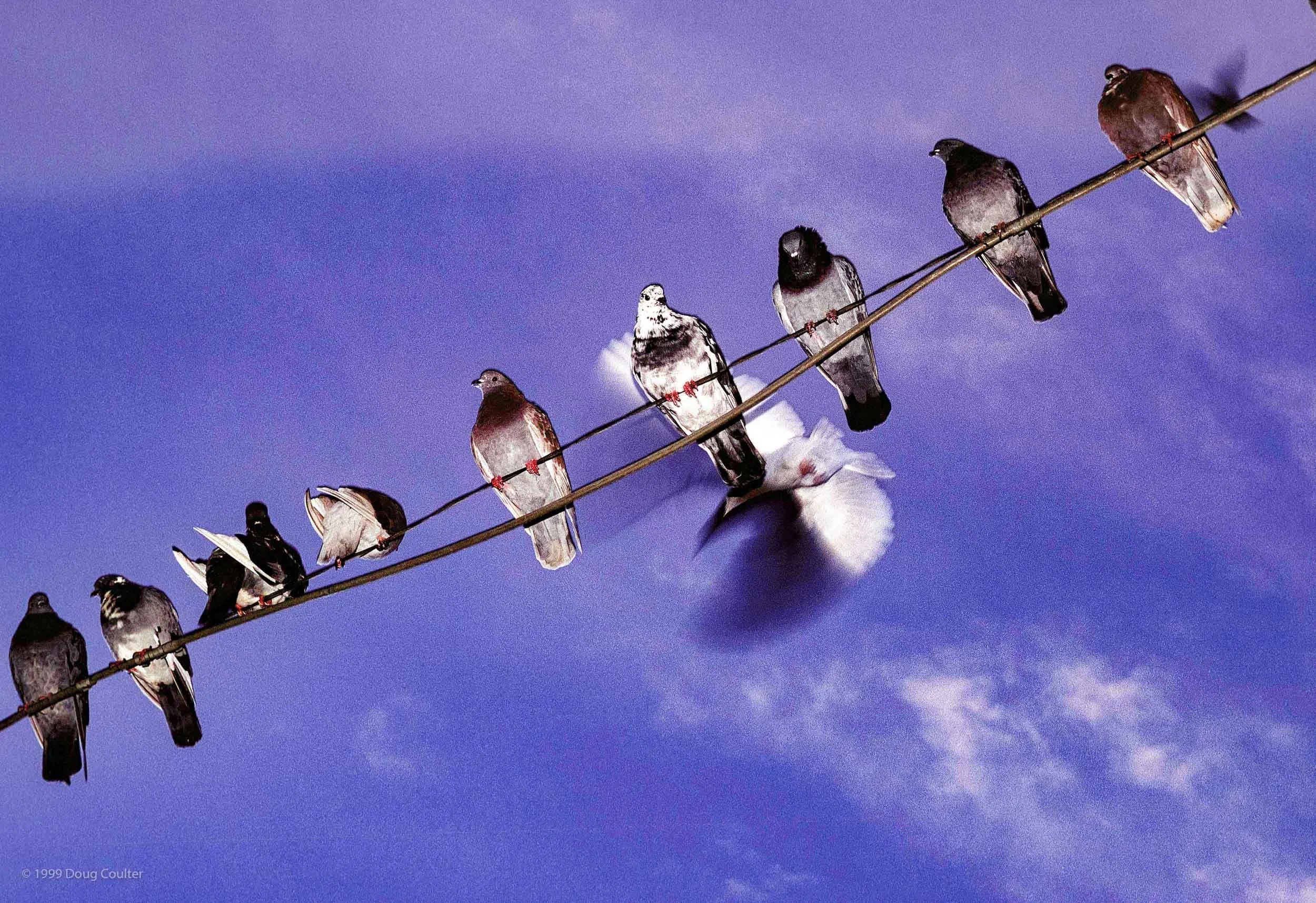 162-5064-2744-2218-New Birds-180129-Doug Coulter.jpg