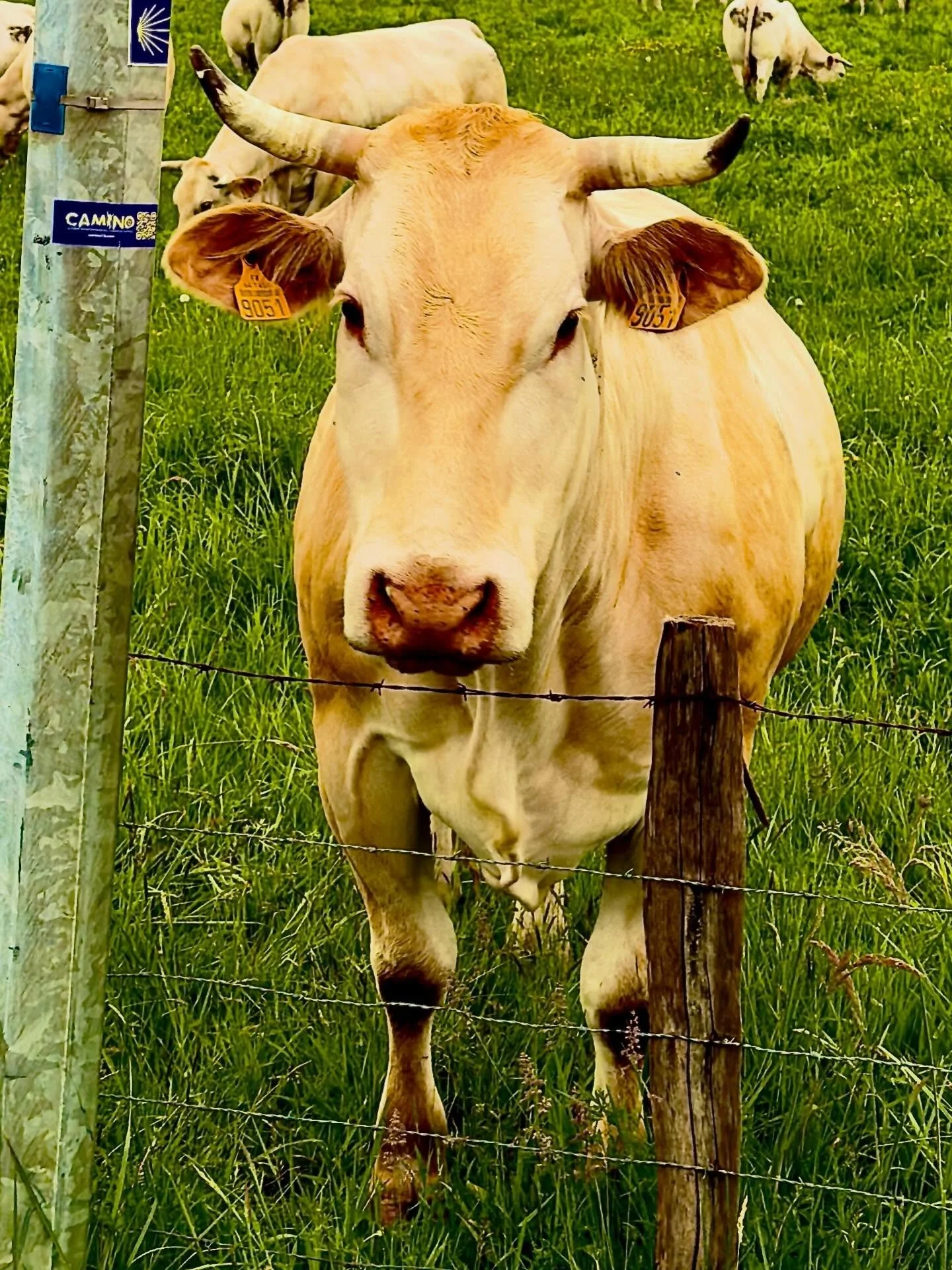 Look a cow