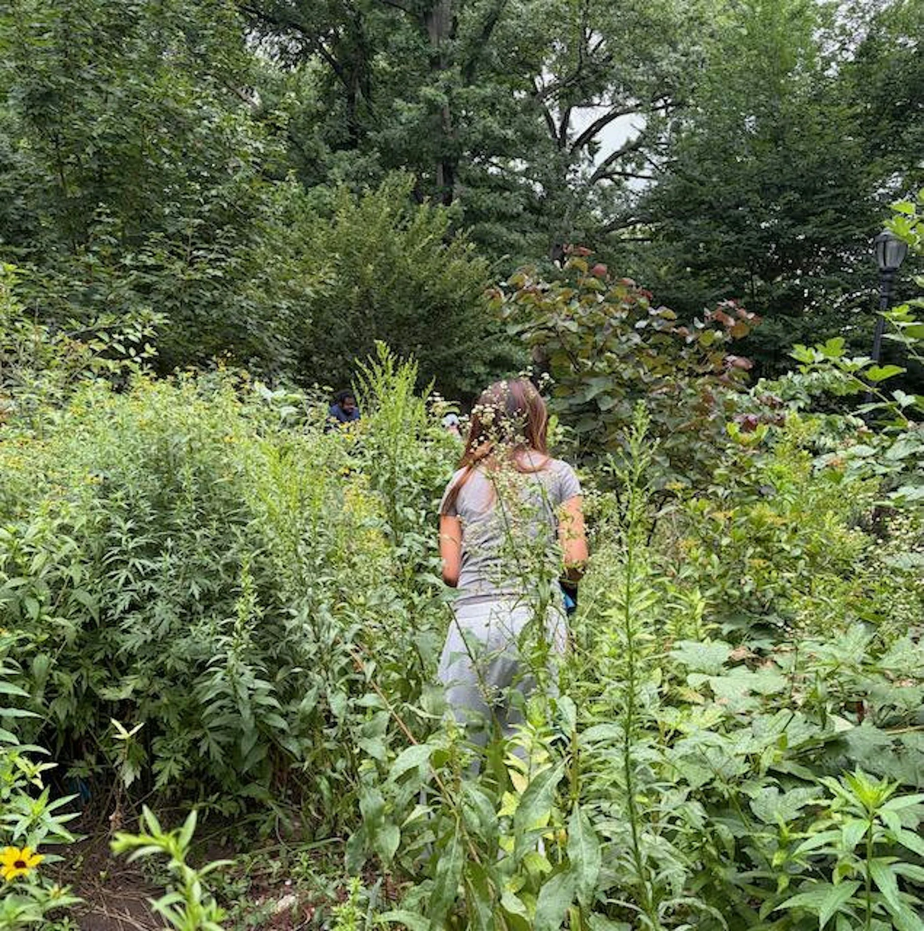 August Planting, Weeding, and Cleanup in Tompkins Square Park