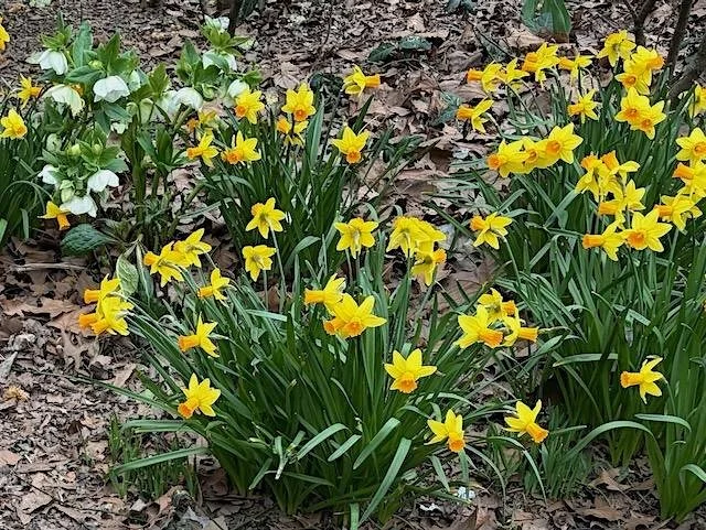 Spring Bulb Planting in Tompkins Square Park