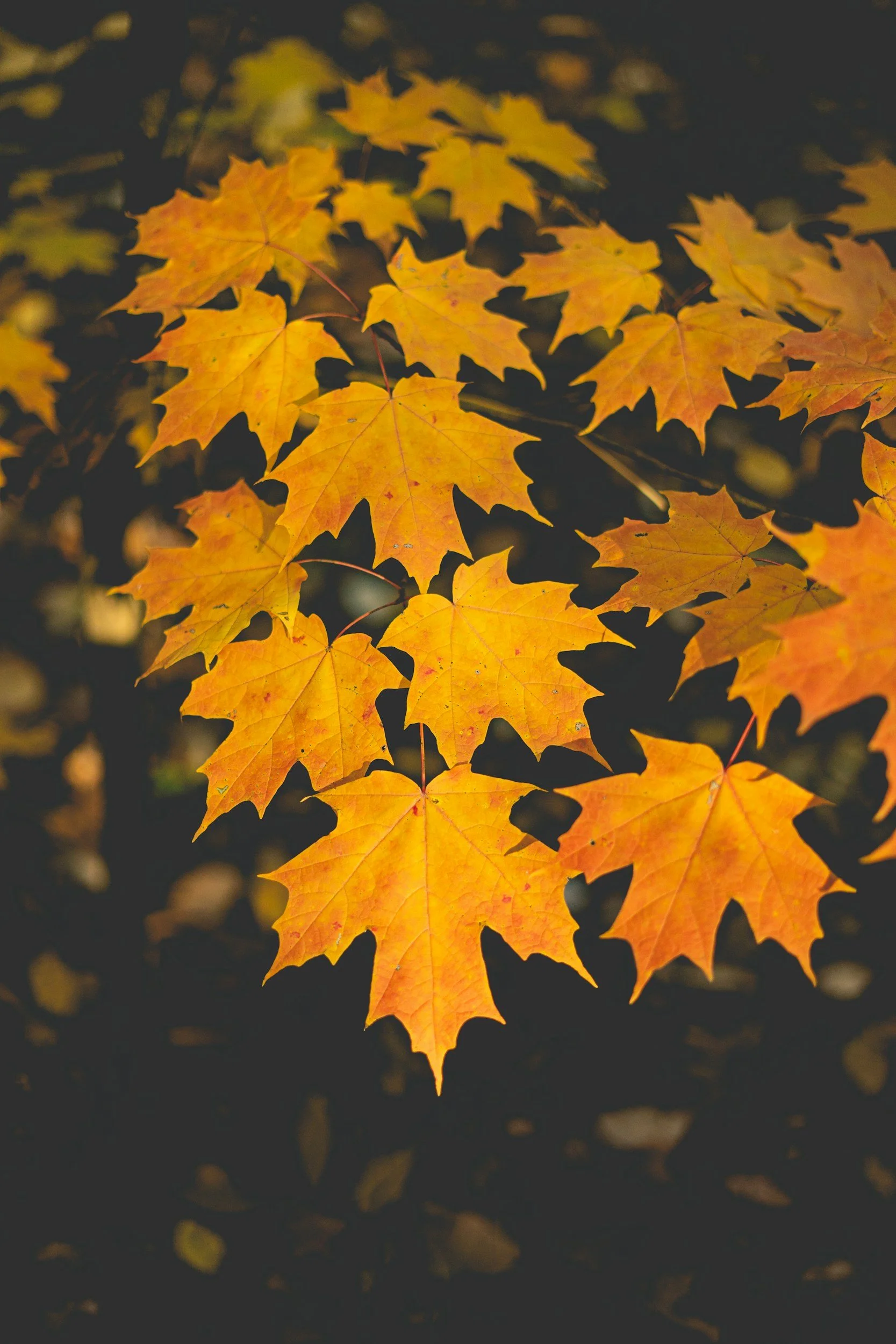 Maple Leaf Wellness