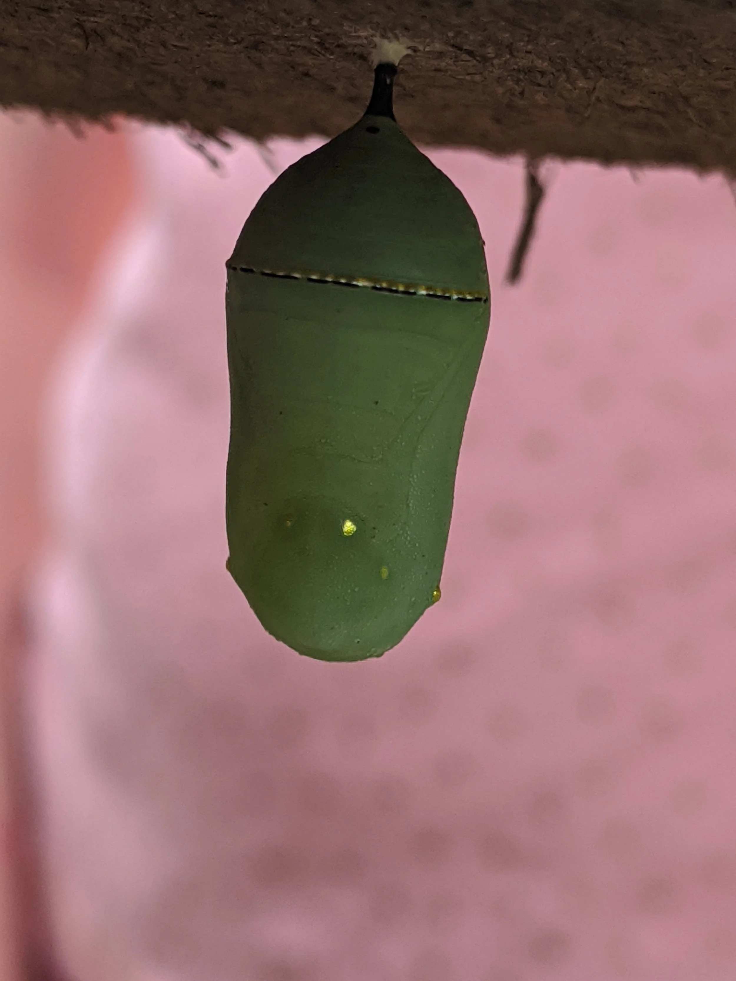 Chrysalis/Emergence: a practice of embodied metaphor