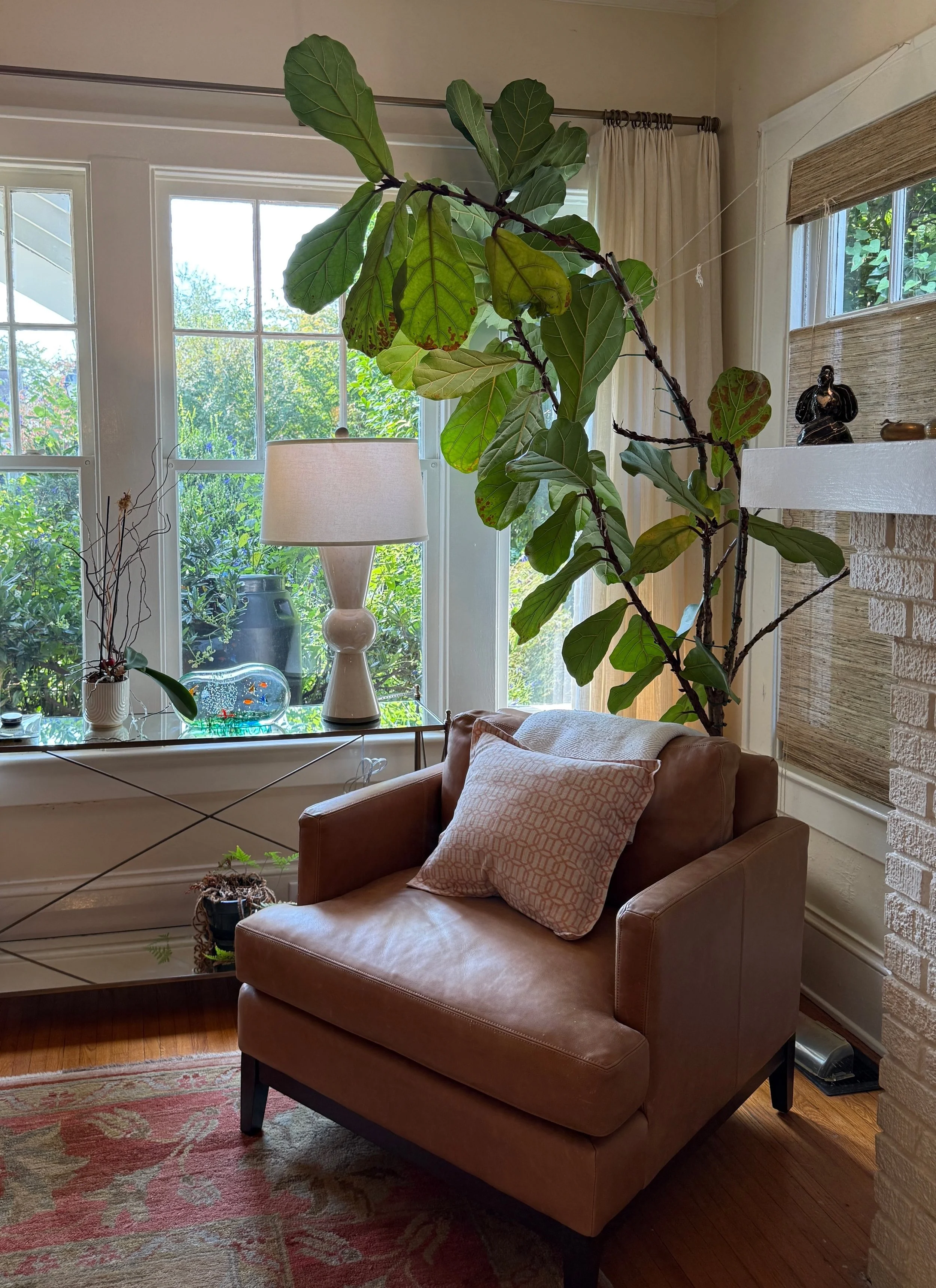 Home scene with leather chair with a large green fiddle leaf fig tree in front of a bright window