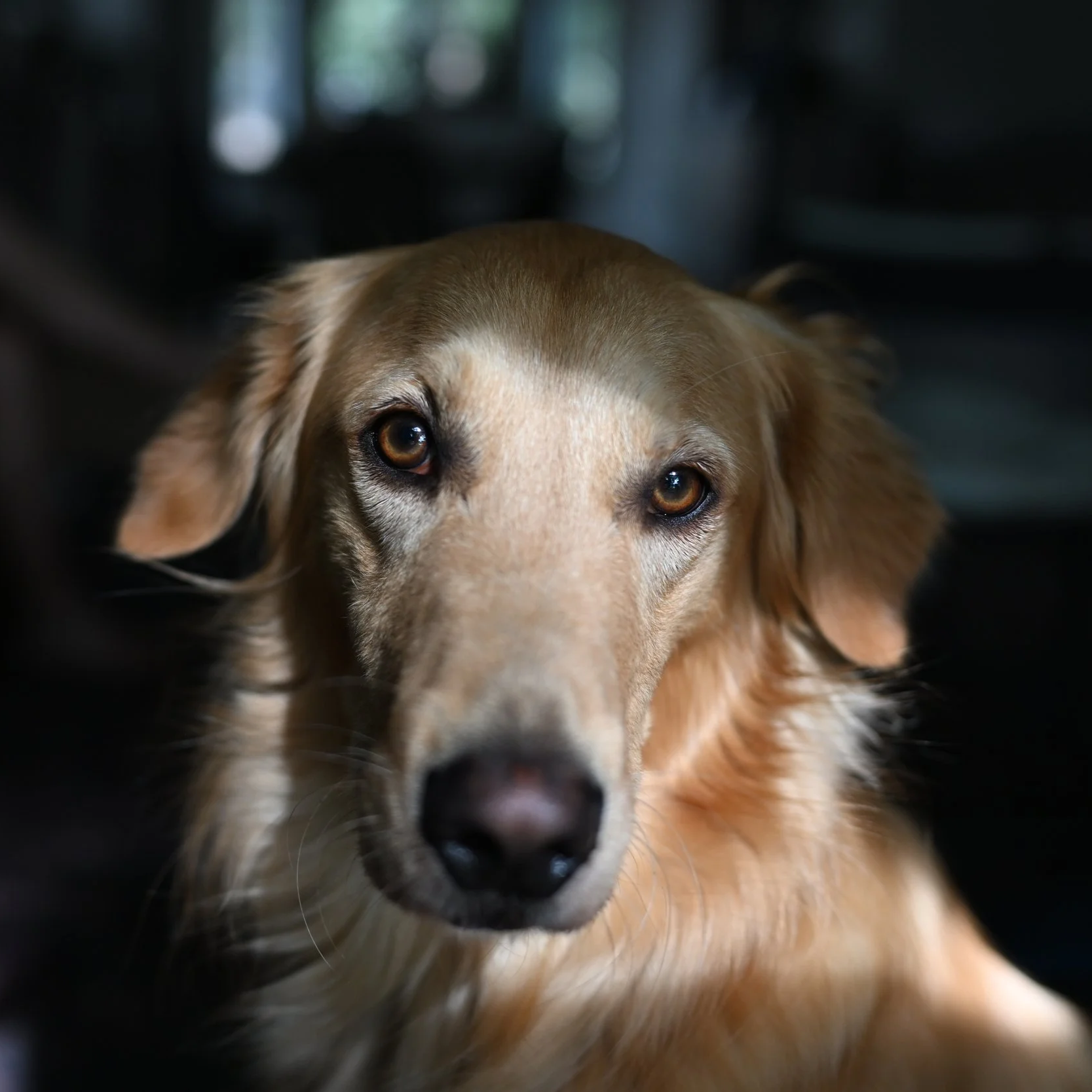 Close-up of a tan and white dog with amber eyes, looking directly at the camera.