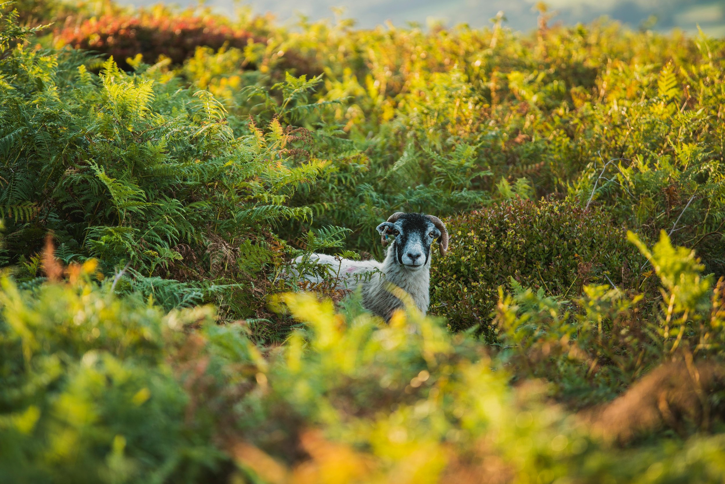 A goat peering through green and brown shrubs in a natural outdoor setting, with hills visible in the background, during daytime.