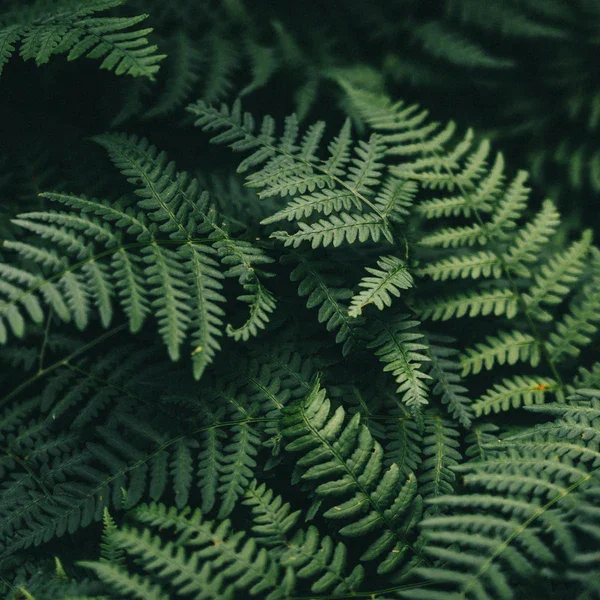 Close-up of green fern leaves in a natural setting.