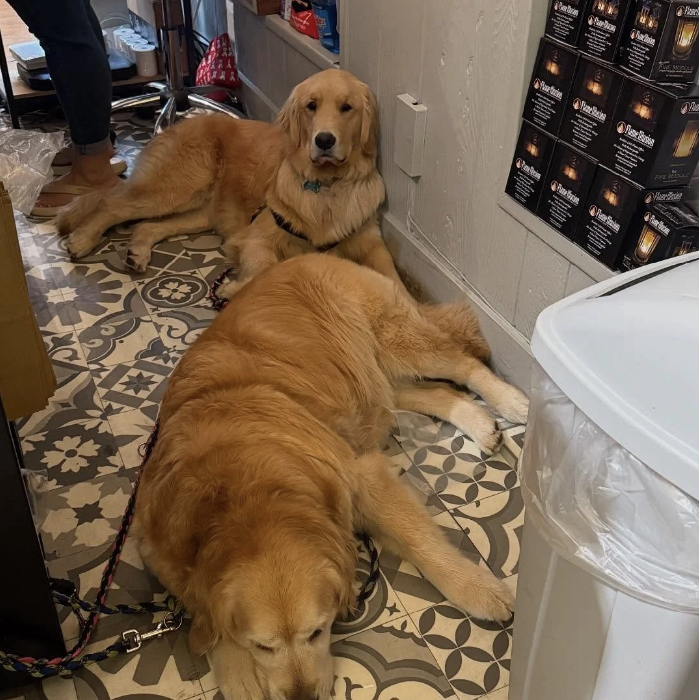 If the Golden Girls give it their paws of approval, you know it’s something special! These are some of our favorite pet-friendly finds and shop favorites, handpicked with a little help from Nest’s four-legged team.
