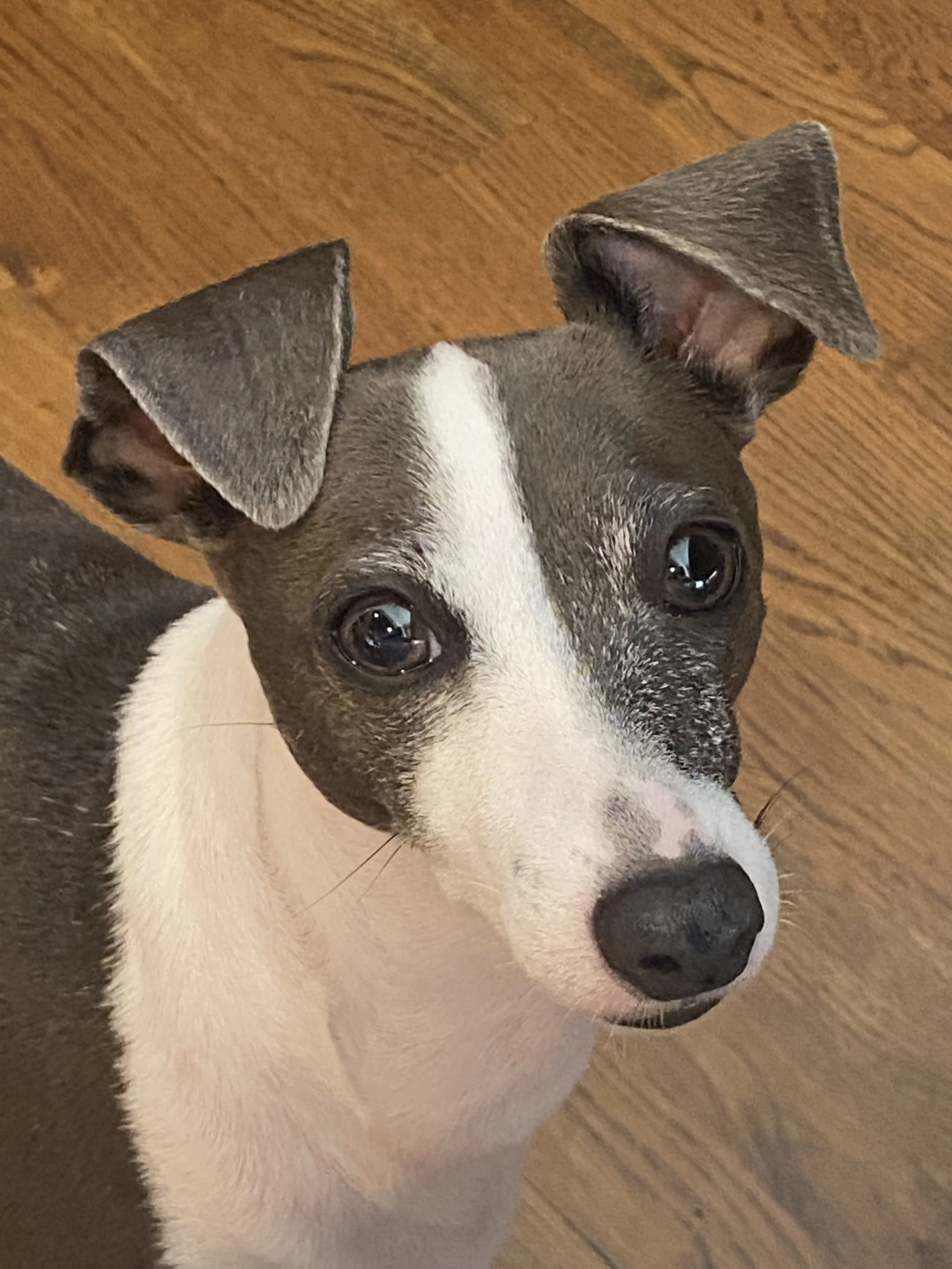 Certified life coach Kristin's Italian greyhound is looking curious and happy.