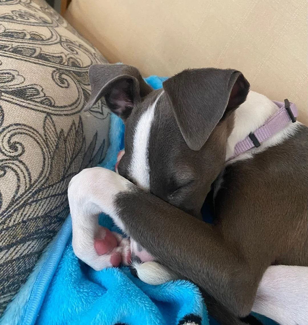 Certified life coach Kristin's Italian greyhound could be a cute metaphor for avoidance.