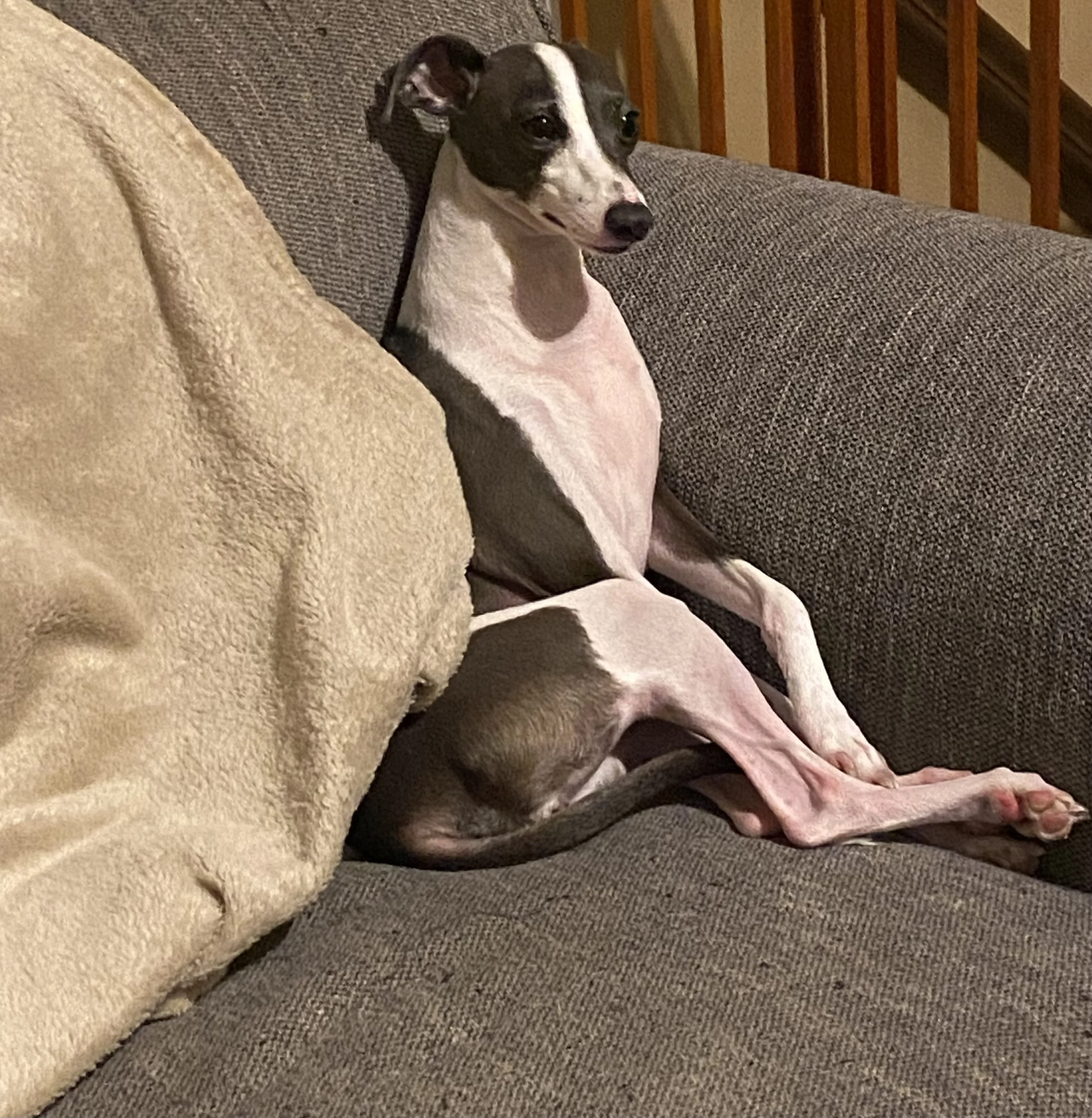 The certified life coach's brown and white Italian greyhound is sitting in a chair as if she's ready to have a life coaching session with the life coach.